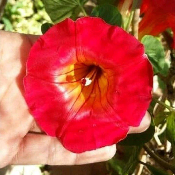 Scarlett O' Hara Morning Glory - Image 3