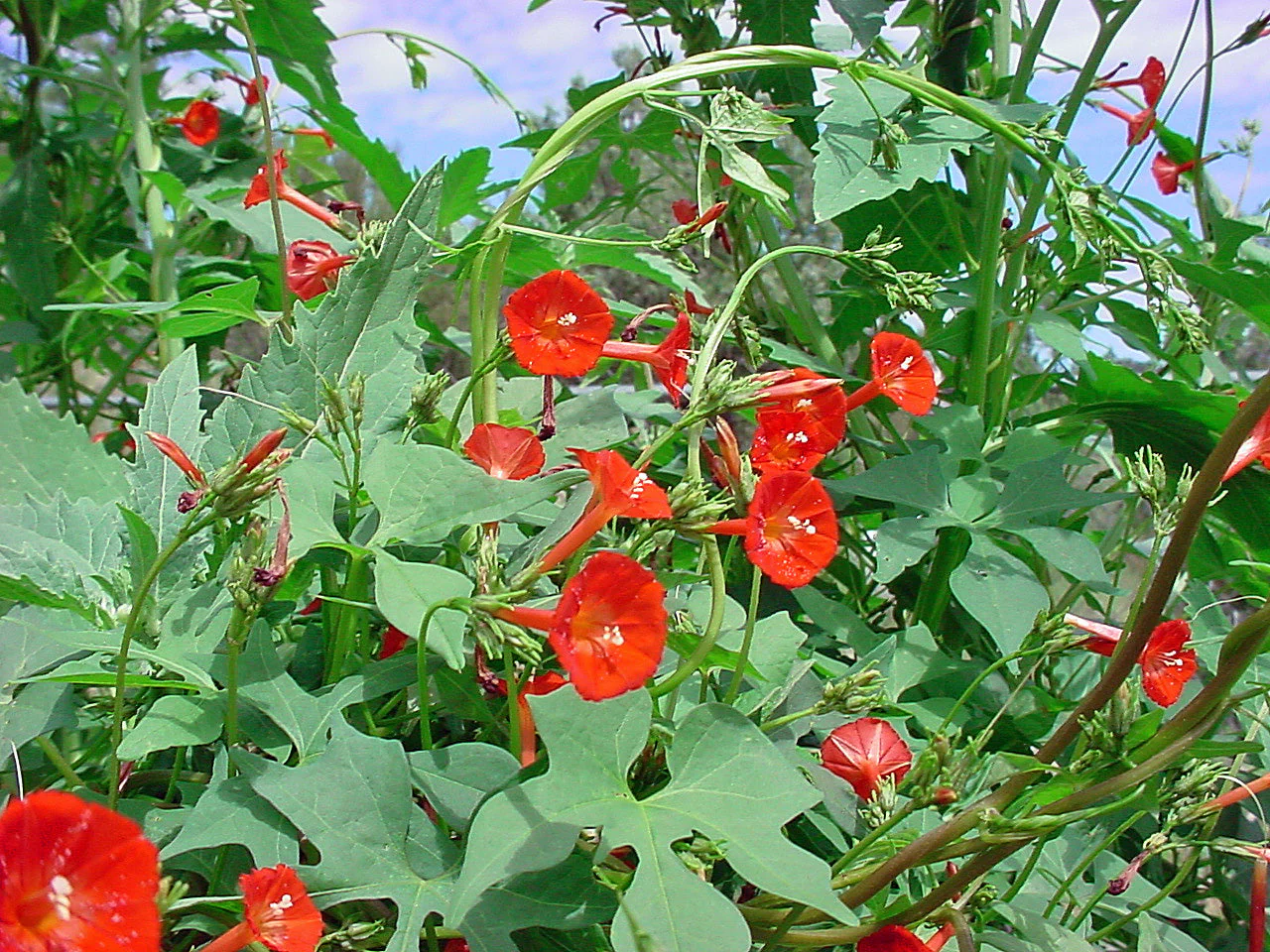 Scarlett O' Hara Morning Glory - Image 4