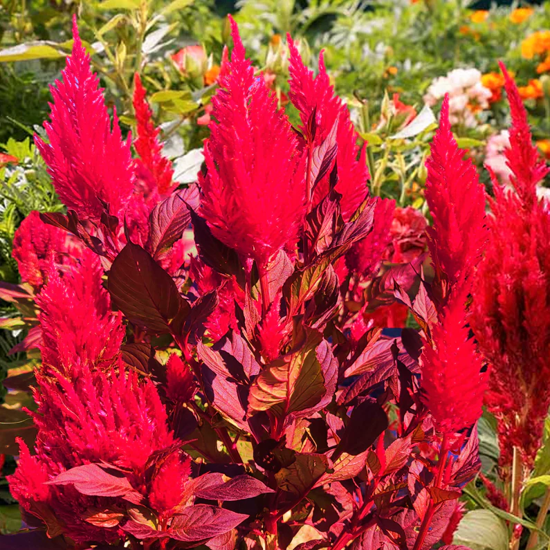 Scarlet Plume Red Celosia