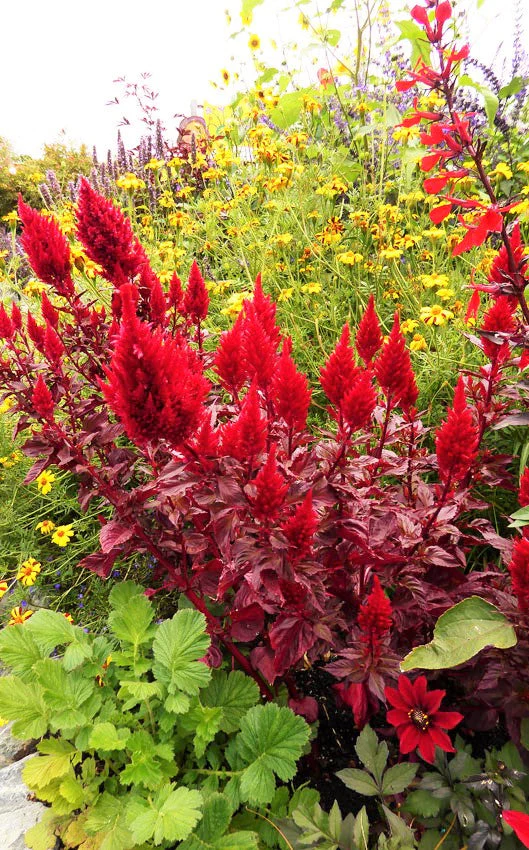 Scarlet Plume Red Celosia - Image 2