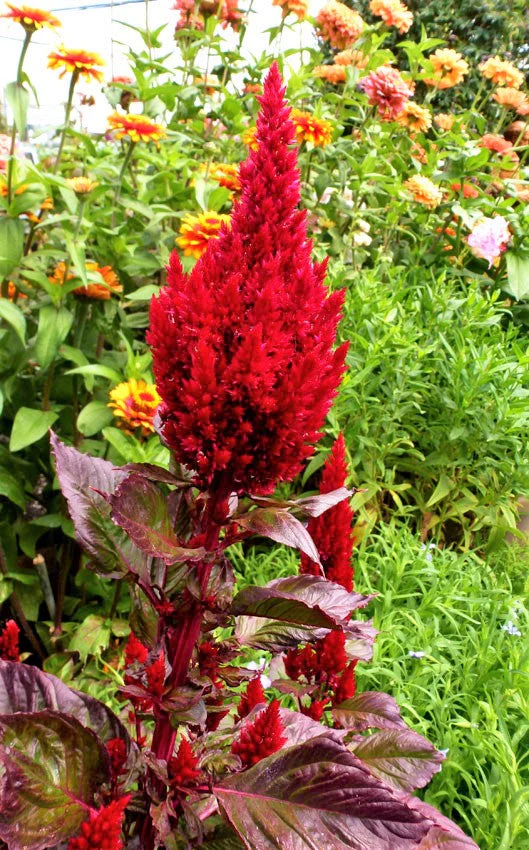 Scarlet Plume Red Celosia - Image 3