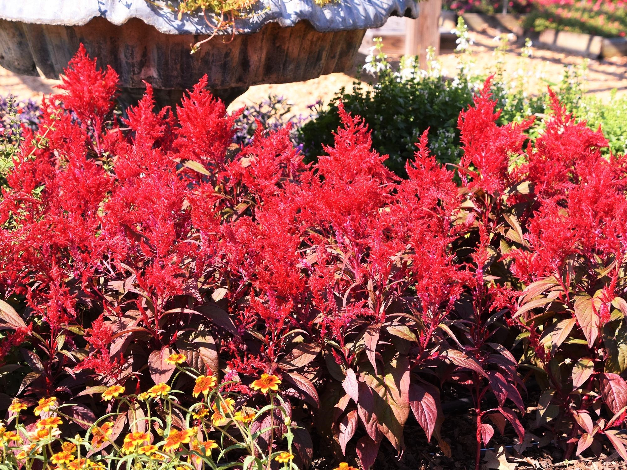 Scarlet Plume Red Celosia - Image 4