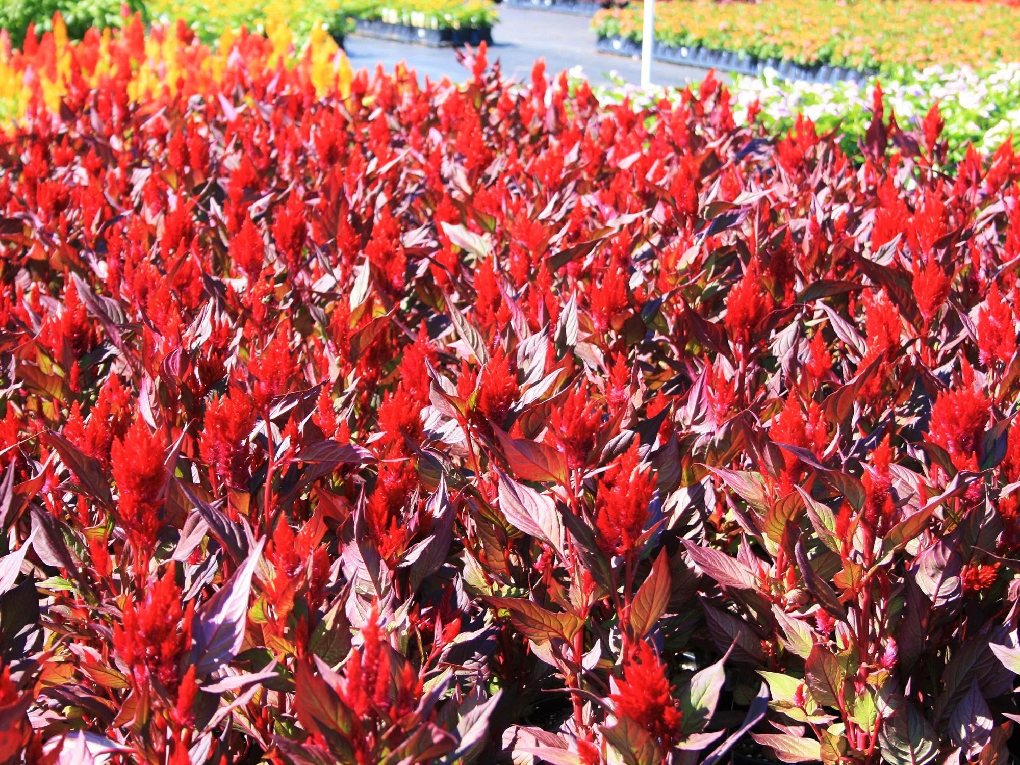 Scarlet Plume Red Celosia - Image 5
