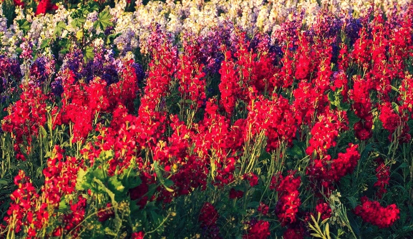Scarlet Spire Rocket Larkspur - Image 3
