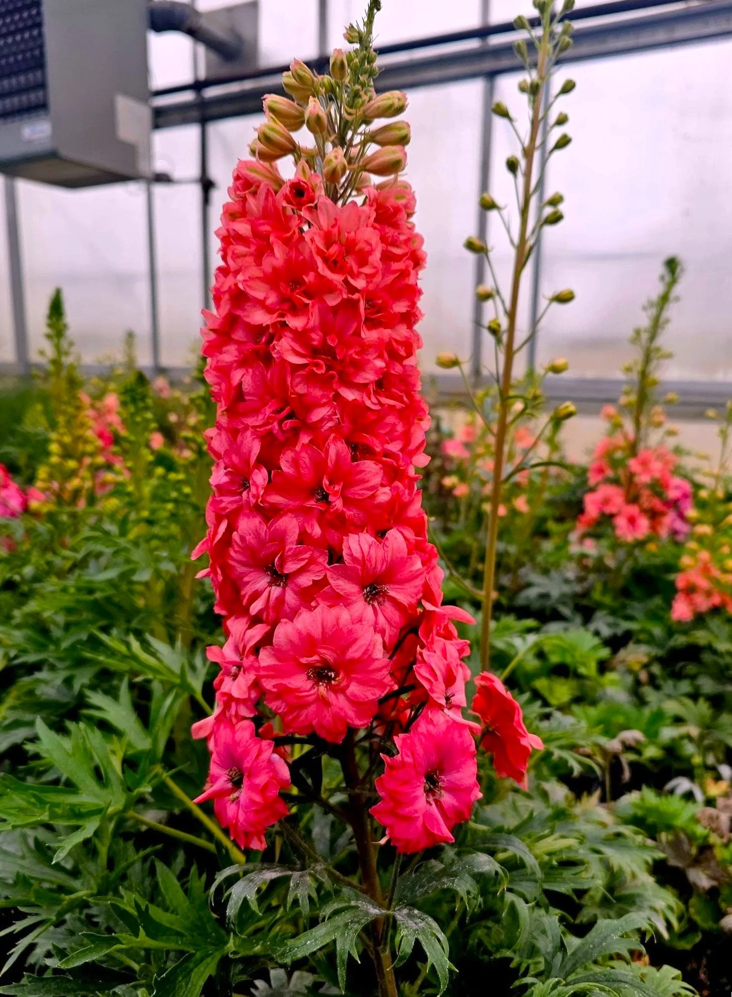 Scarlet Spire Rocket Larkspur - Image 5