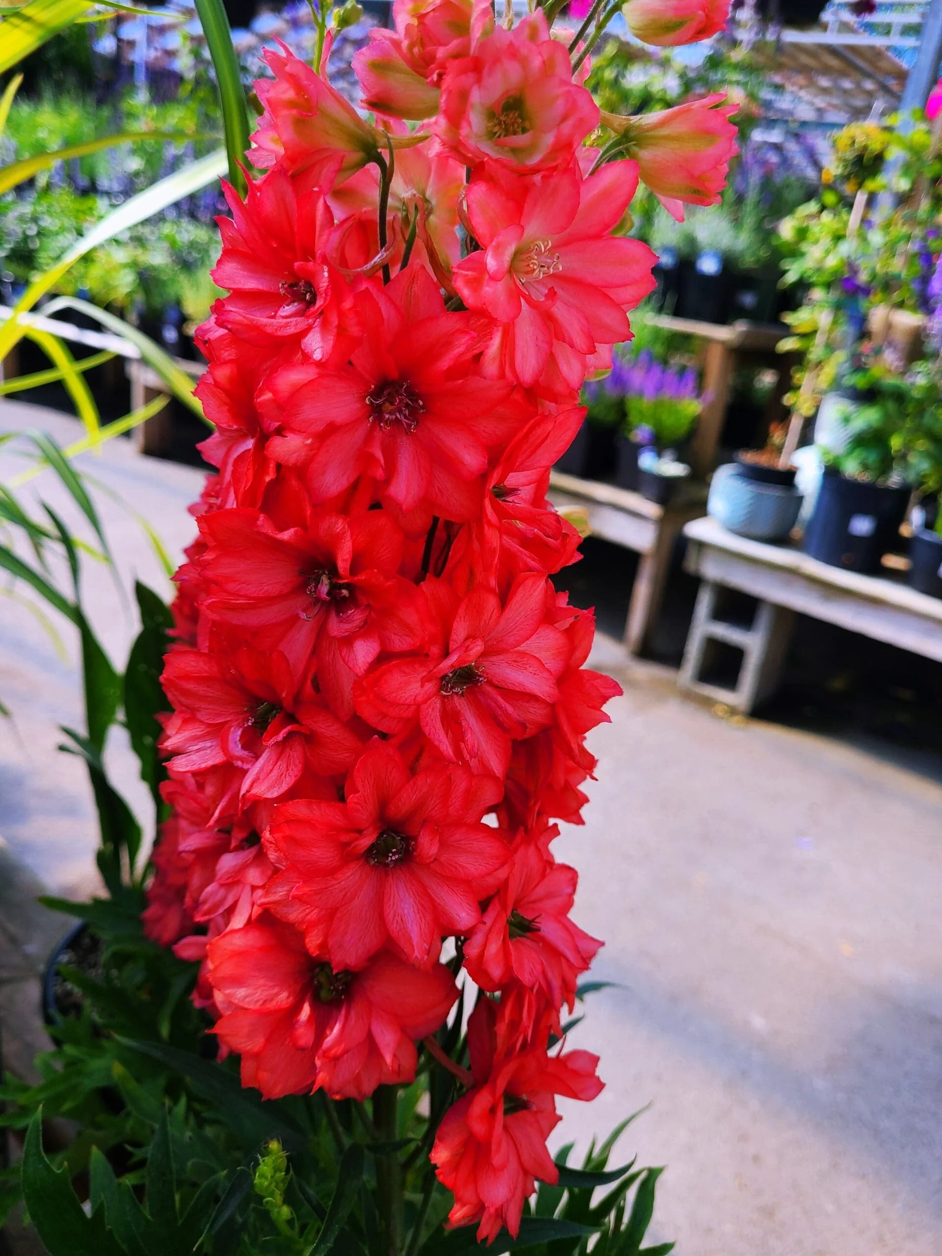 Scarlet Spire Rocket Larkspur - Image 6