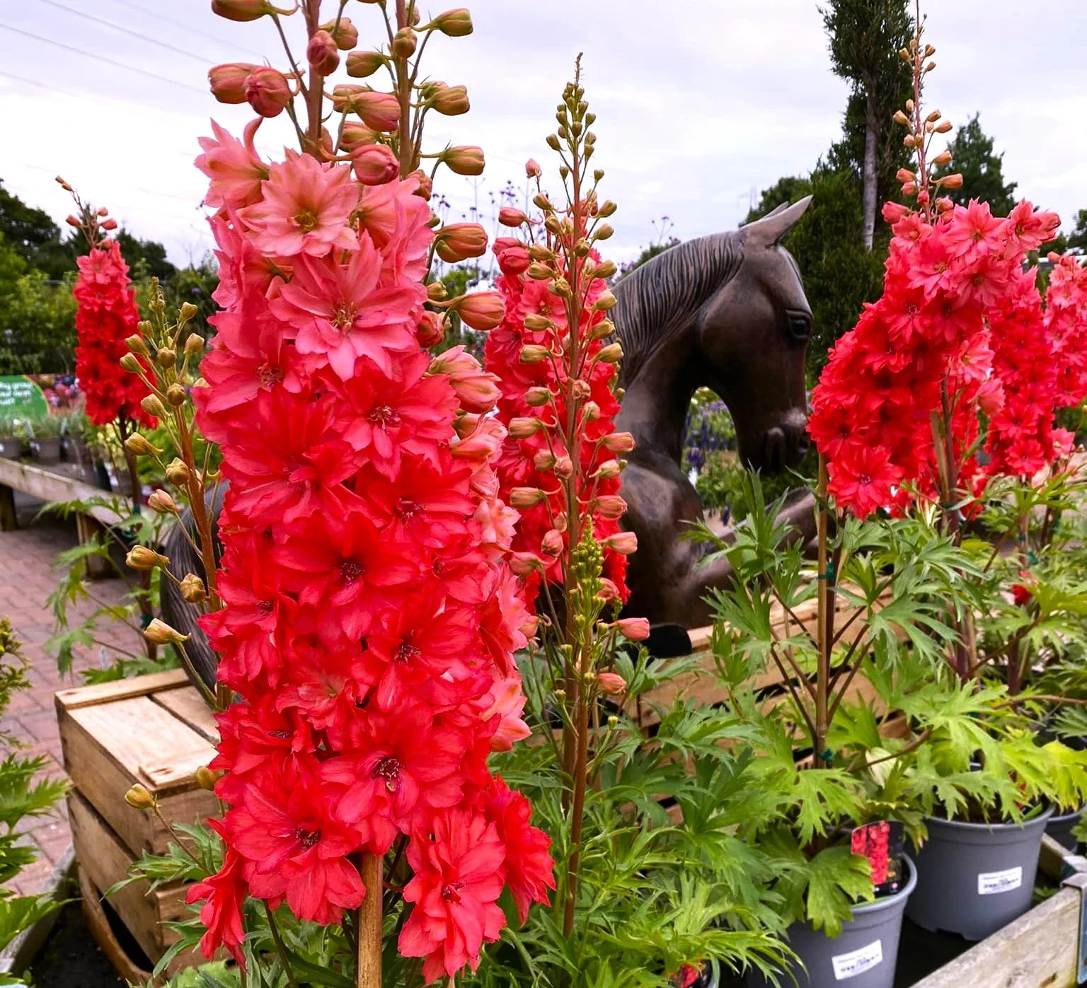 Scarlet Spire Rocket Larkspur - Image 7