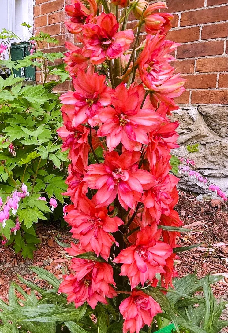 Scarlet Spire Rocket Larkspur - Image 8