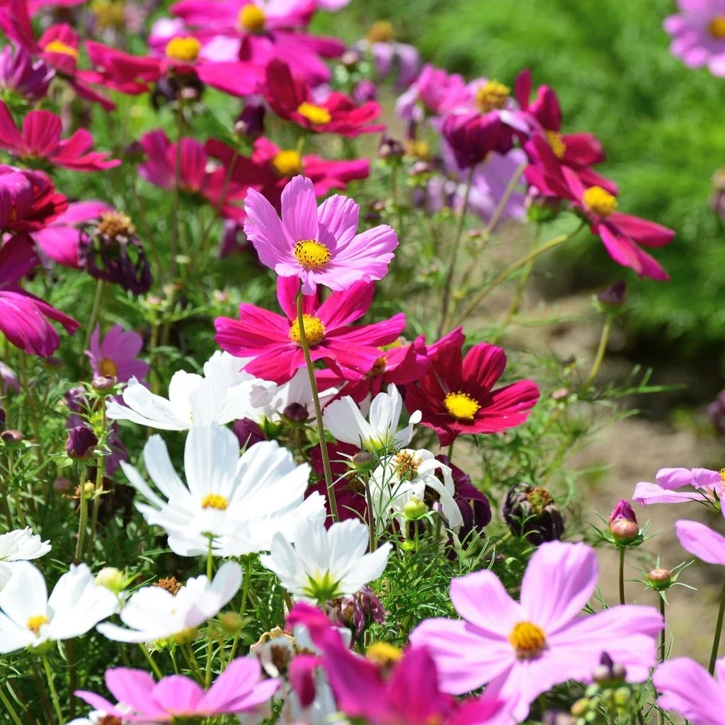 Sensation Mix Cosmos - Image 2