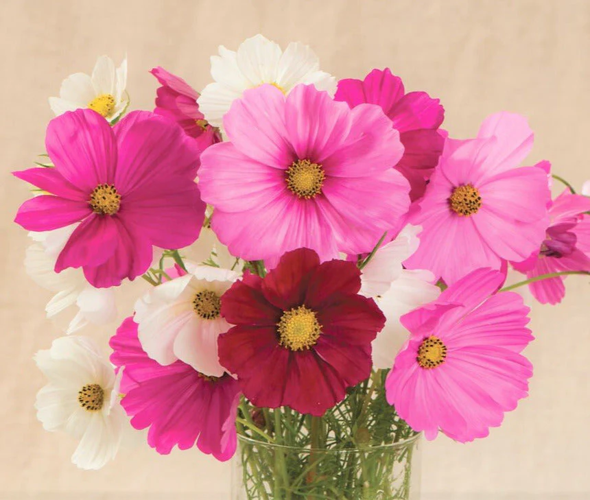 Sensation Mix Cosmos - Image 4