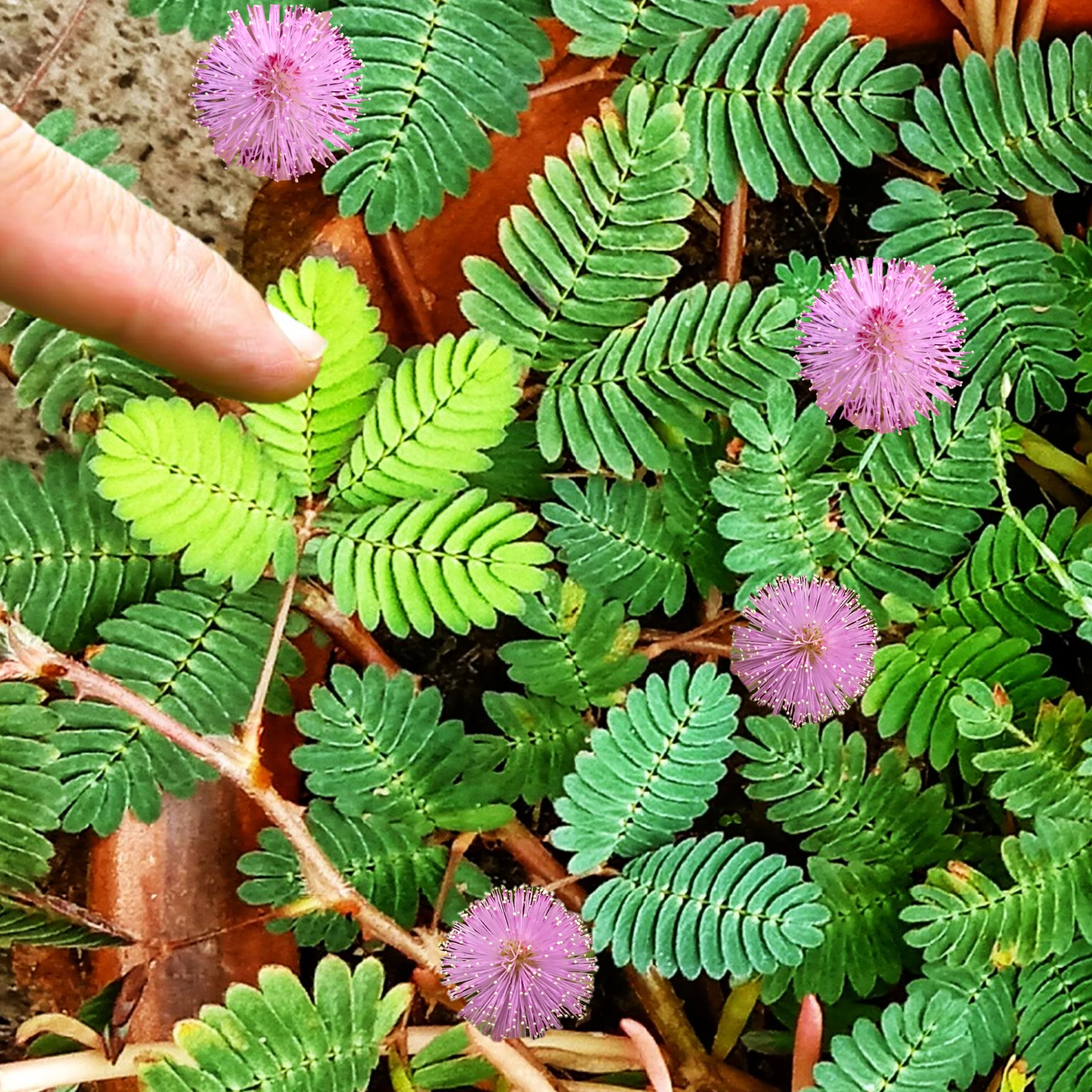 Sensitive Plant (Shameplant)