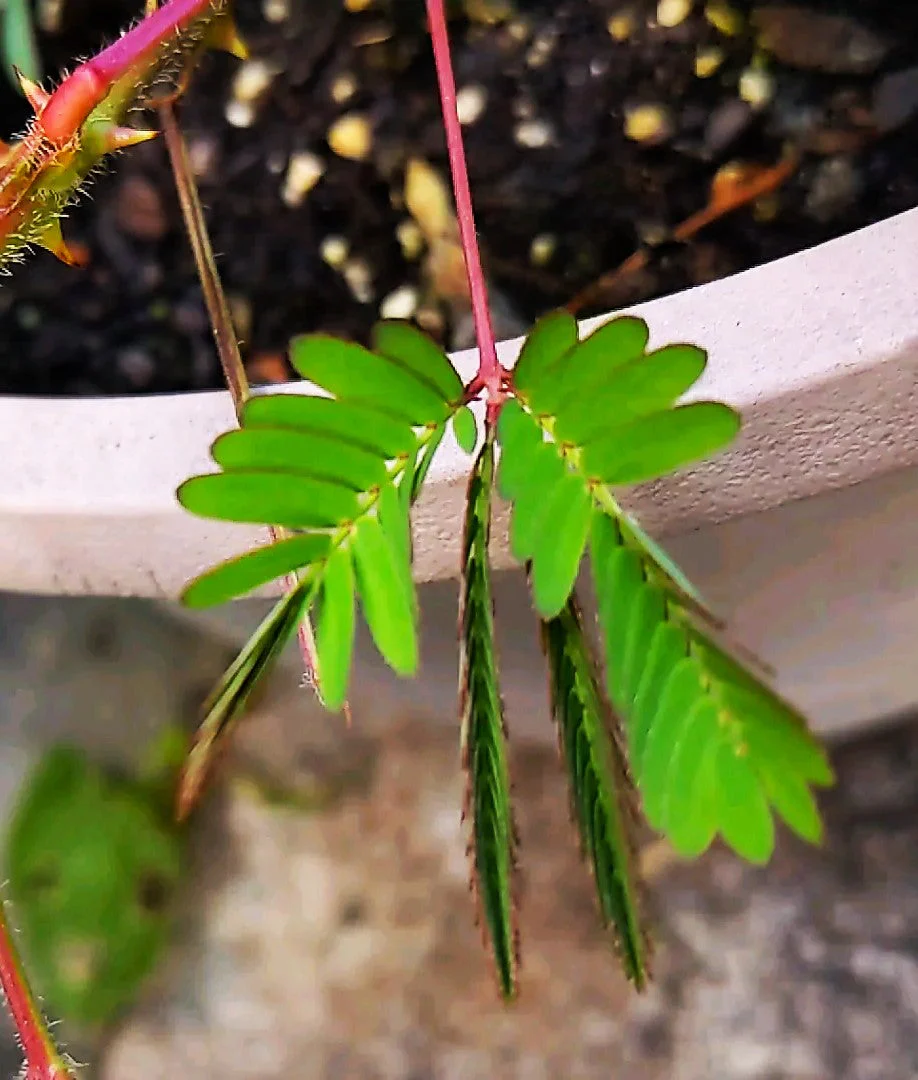 Sensitive Plant (Shameplant) - Image 10
