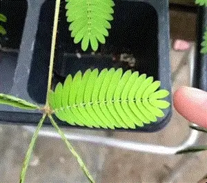 Sensitive Plant (Shameplant) - Image 2