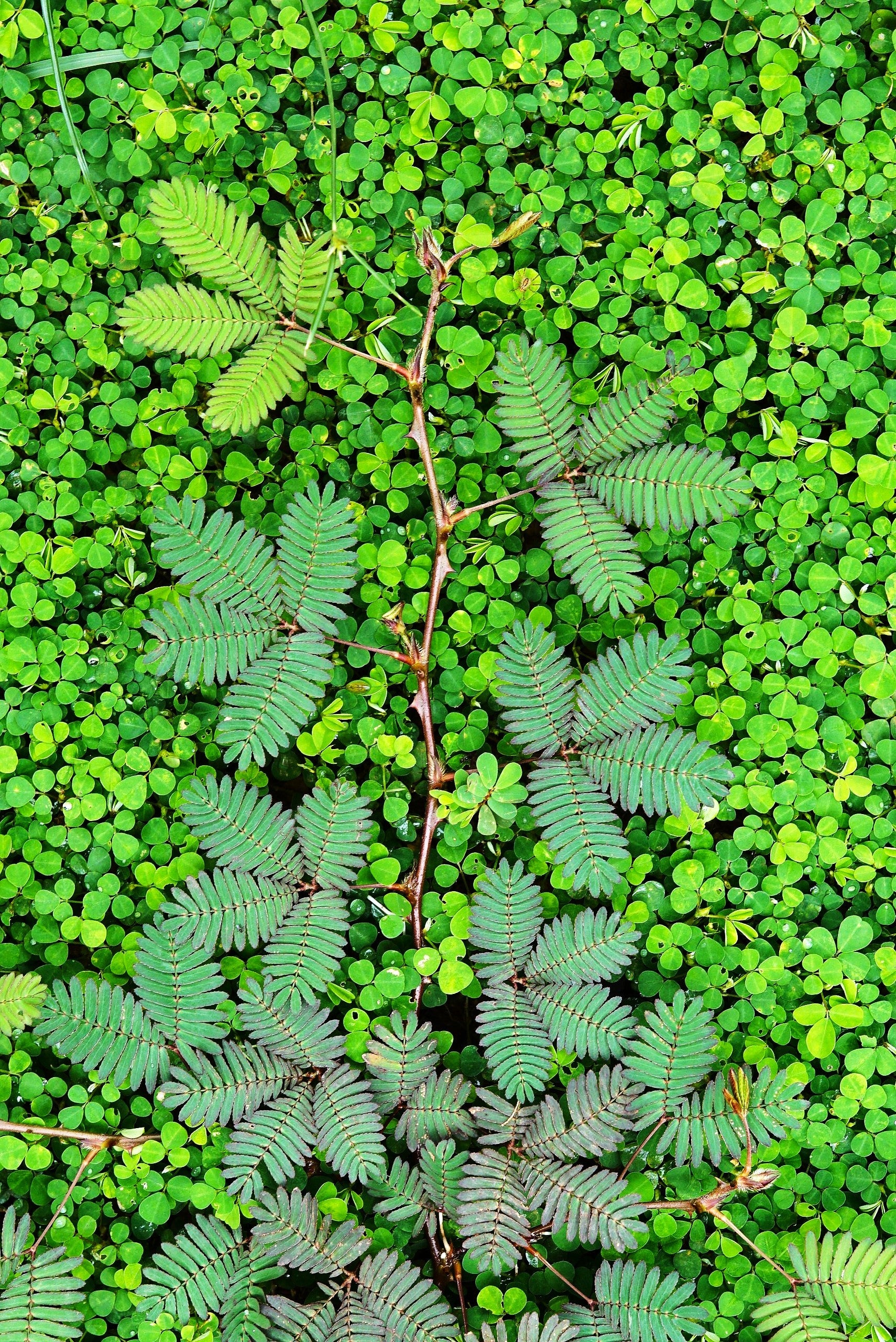 Sensitive Plant (Shameplant) - Image 3