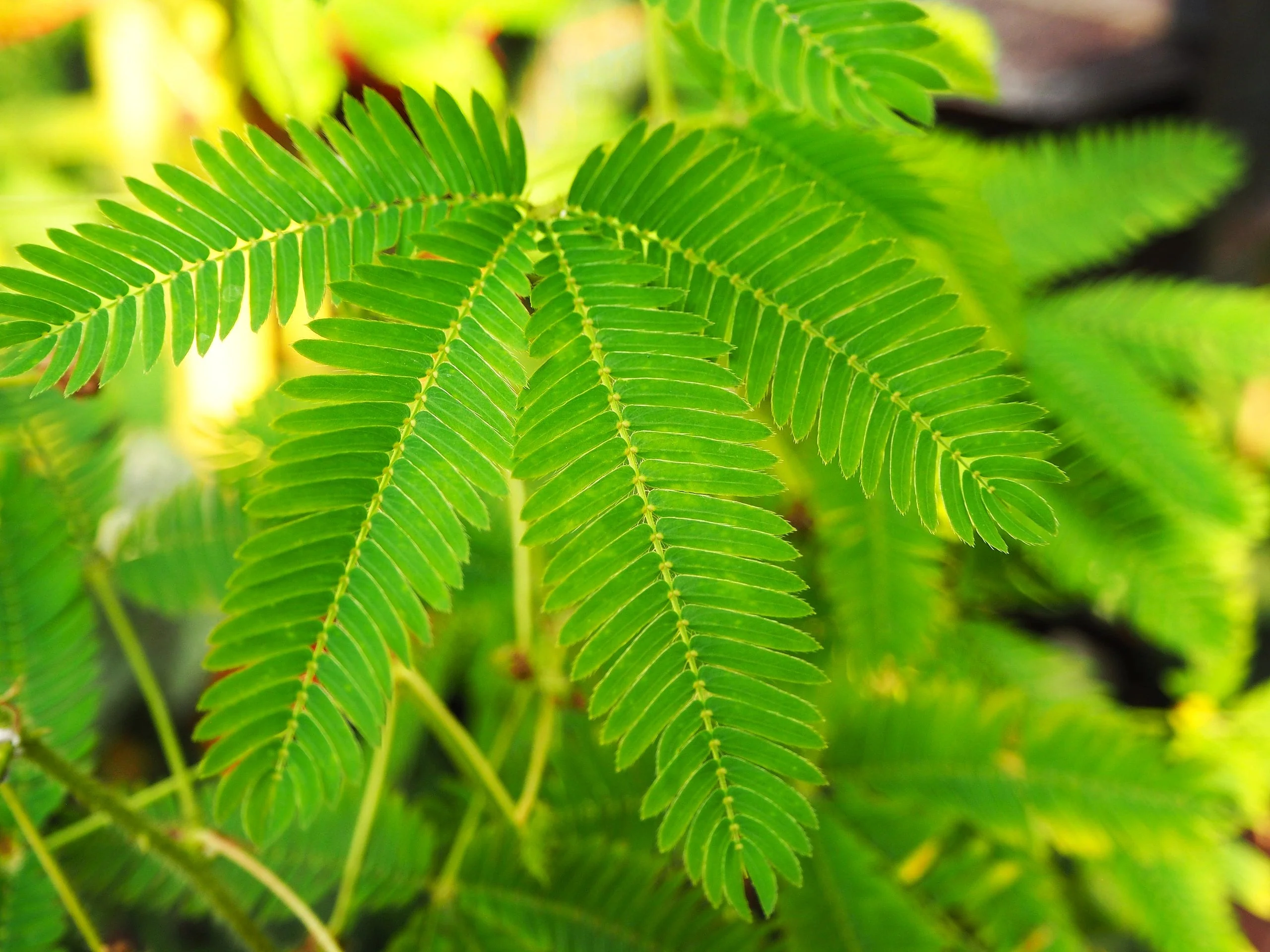 Sensitive Plant (Shameplant) - Image 4
