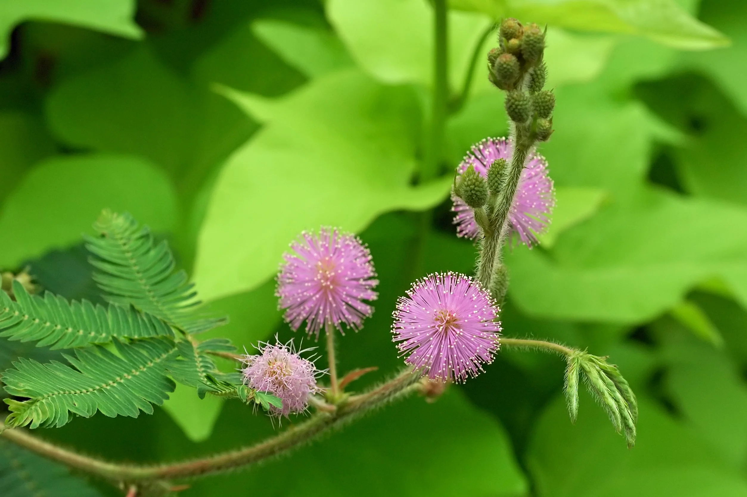 Sensitive Plant (Shameplant) - Image 5