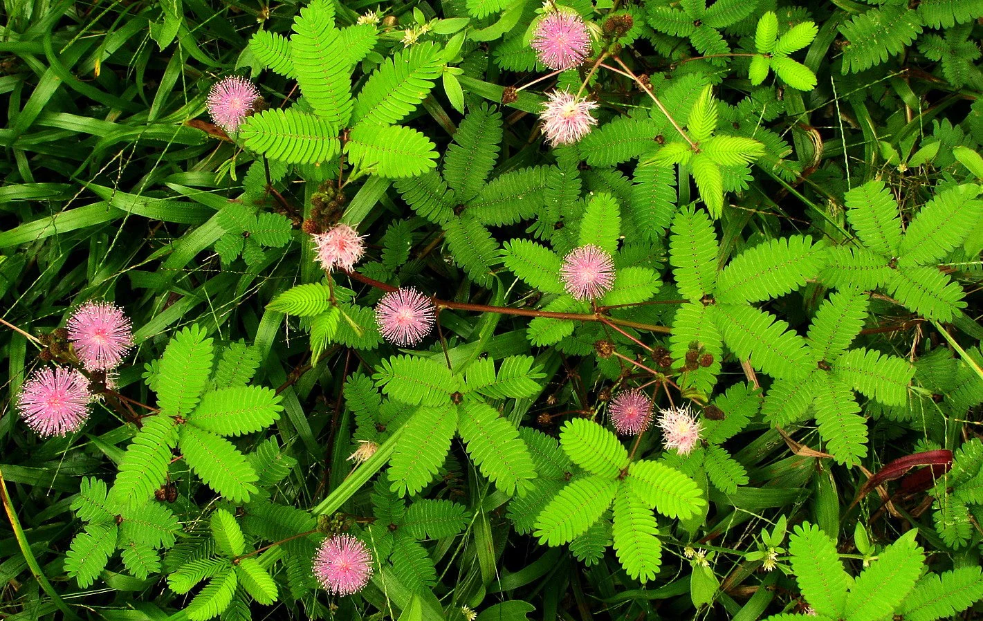 Sensitive Plant (Shameplant) - Image 6