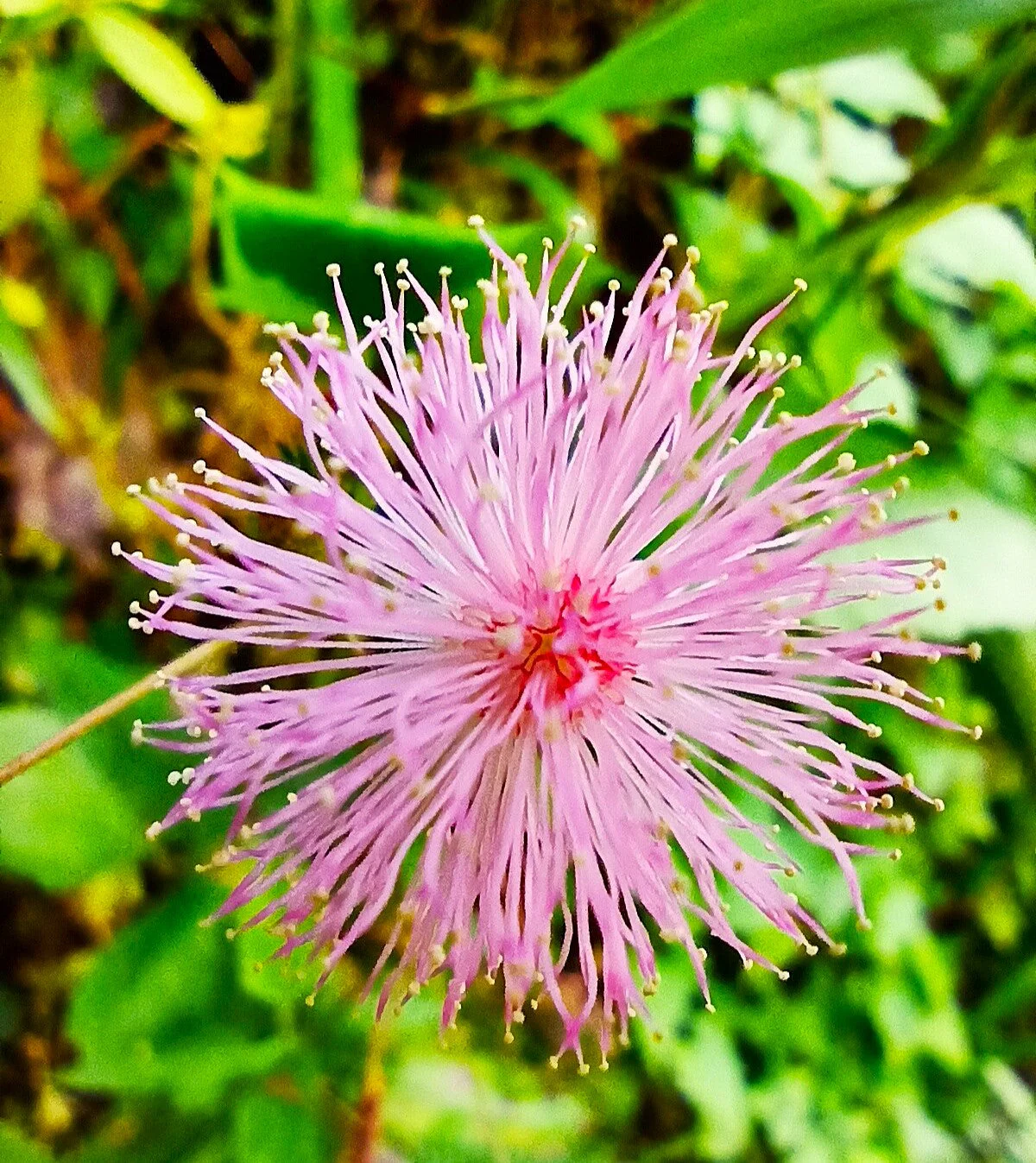 Sensitive Plant (Shameplant) - Image 7