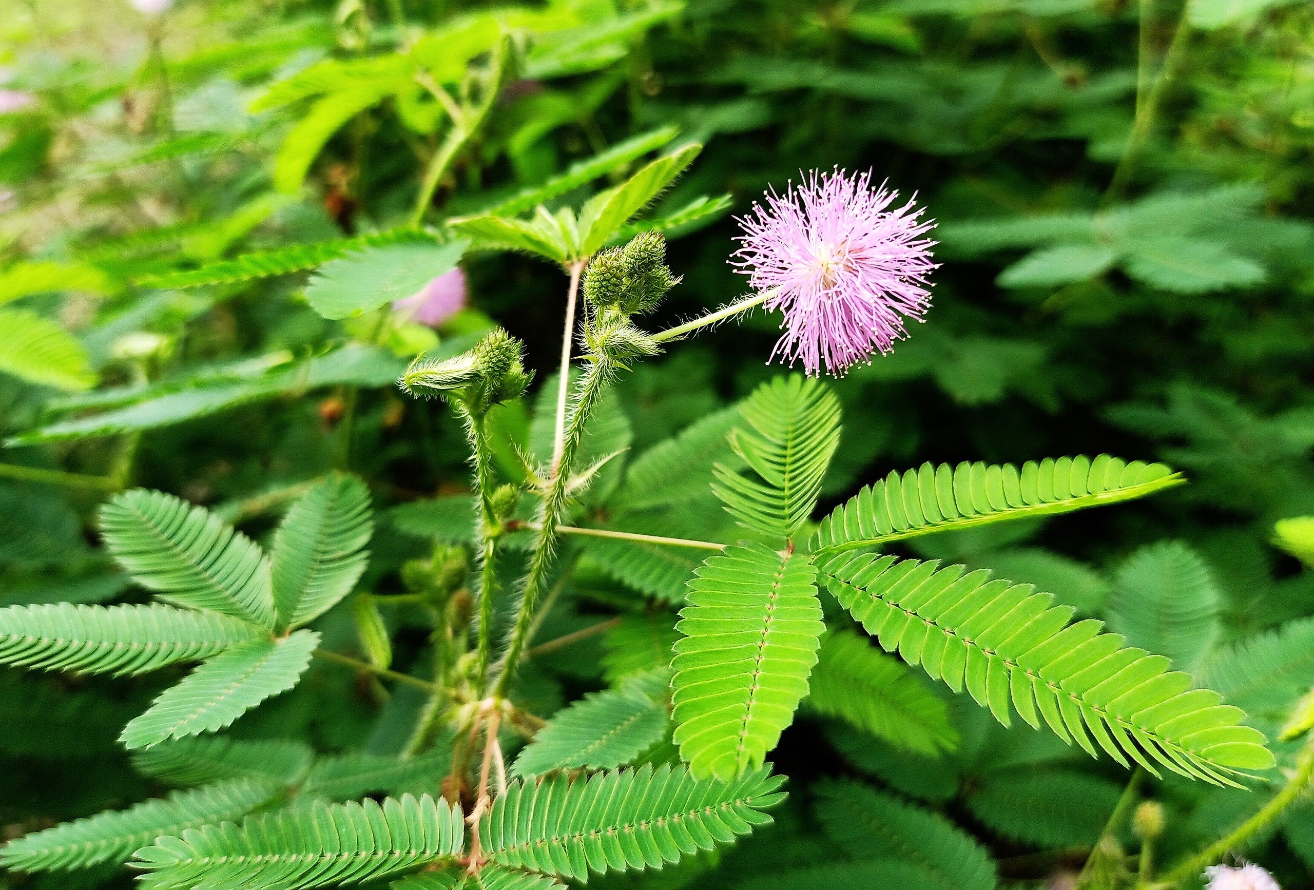 Sensitive Plant (Shameplant) - Image 8