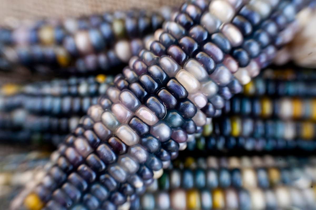 Shades of Blue Ornamental Corn - Image 3