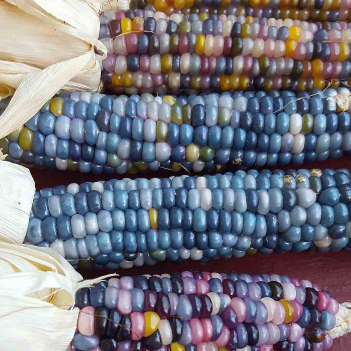 Shades of Blue Ornamental Corn - Image 4