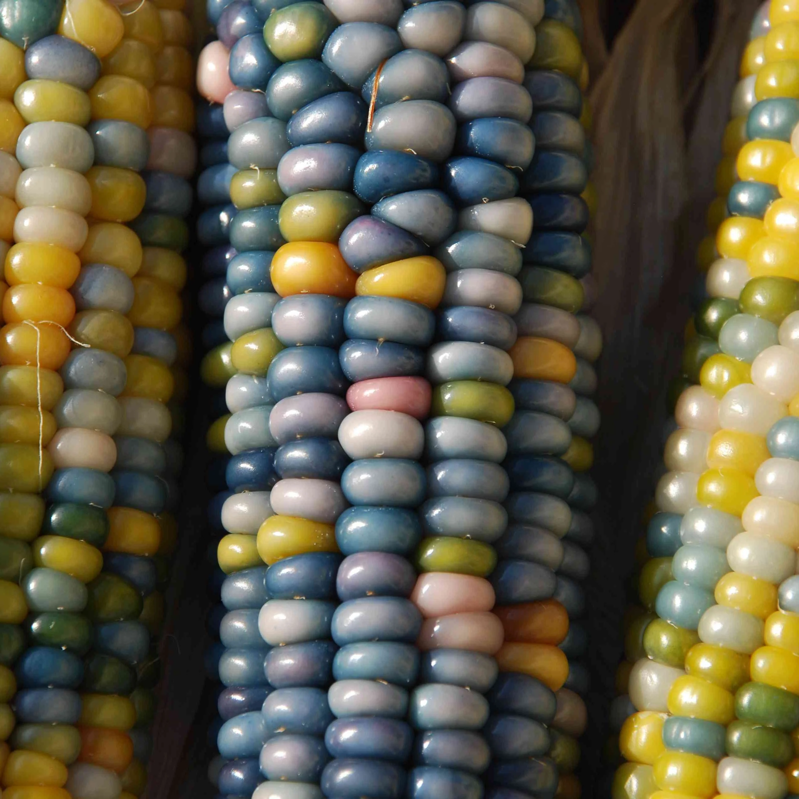 Shades of Blue Ornamental Corn - Image 5