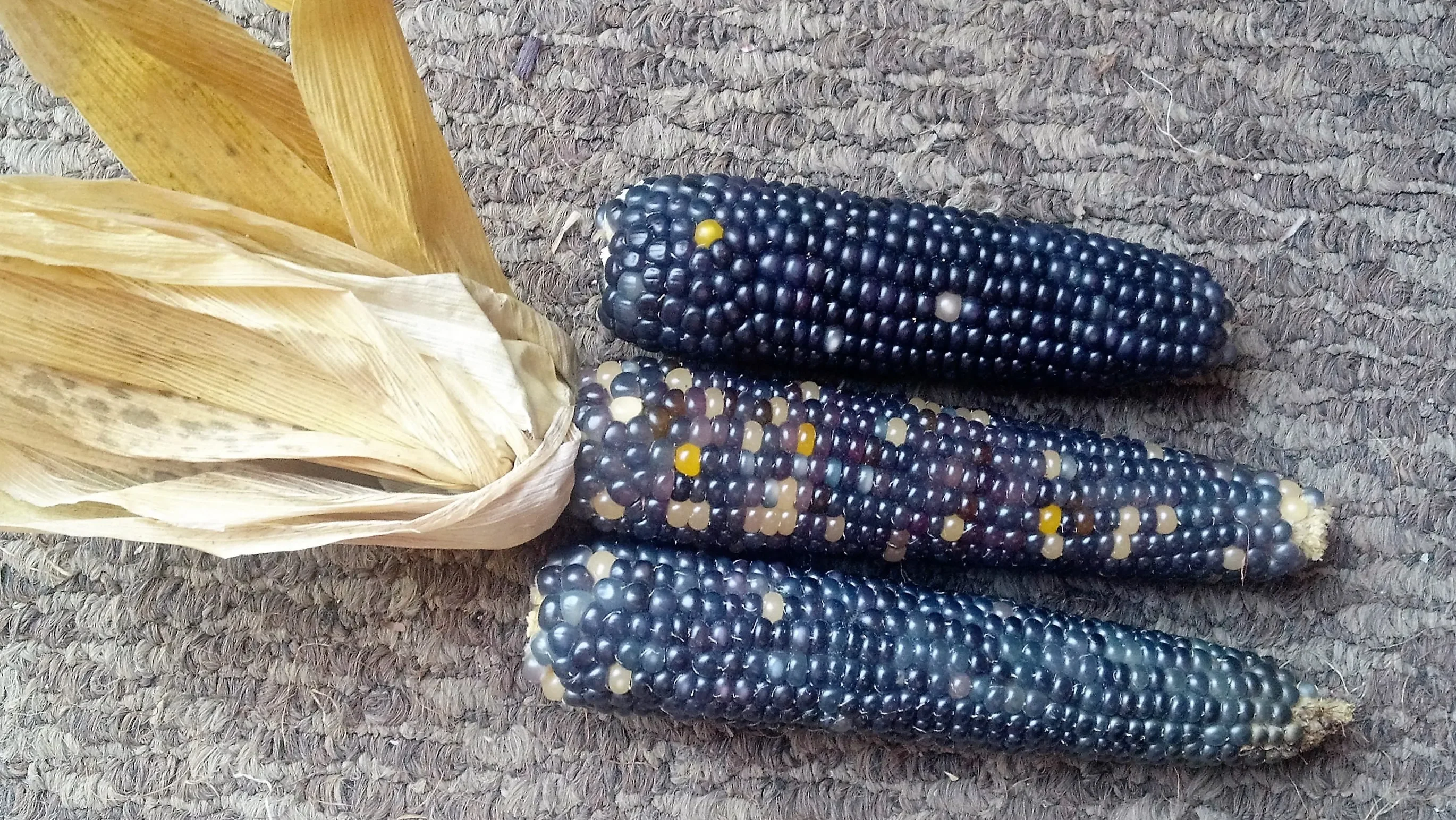 Shades of Blue Ornamental Corn - Image 6