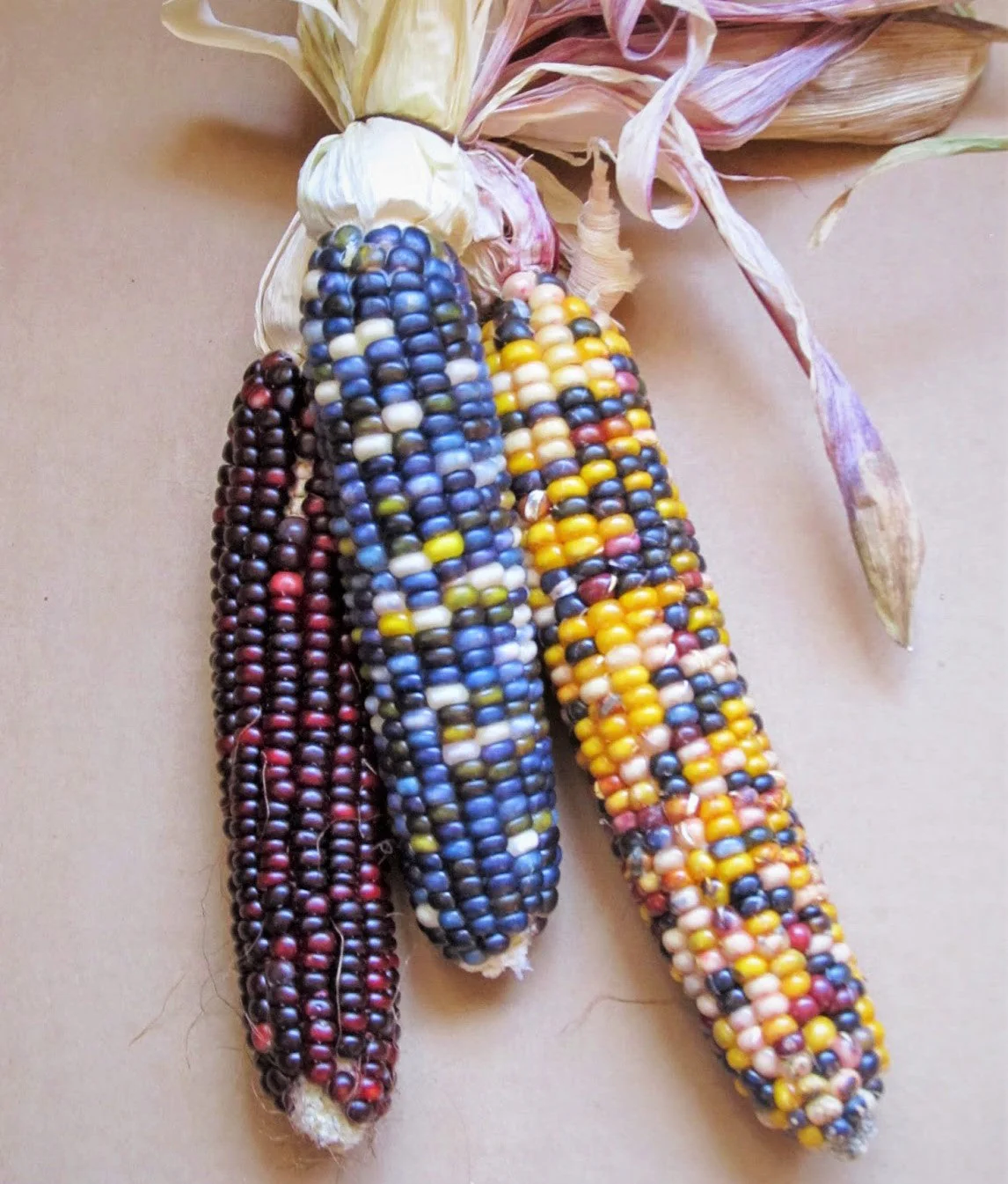 Shades of Blue Ornamental Corn - Image 7
