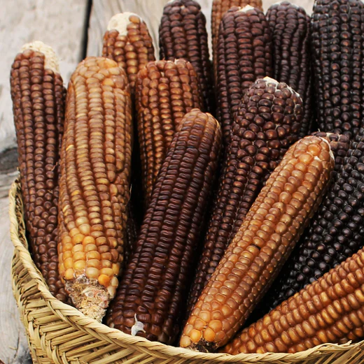 Shades of Brown Ornamental Corn - Image 3