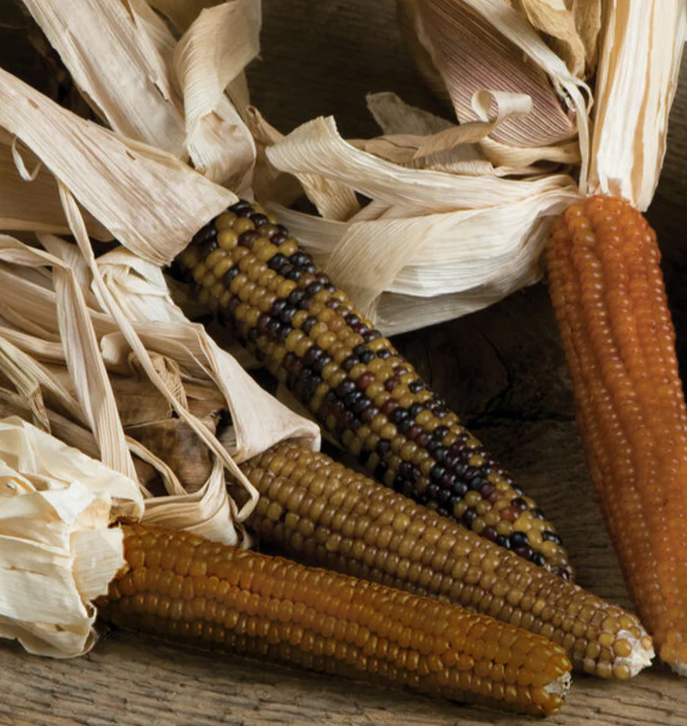 Shades of Brown Ornamental Corn - Image 4