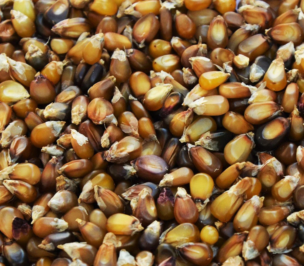 Shades of Brown Ornamental Corn - Image 5