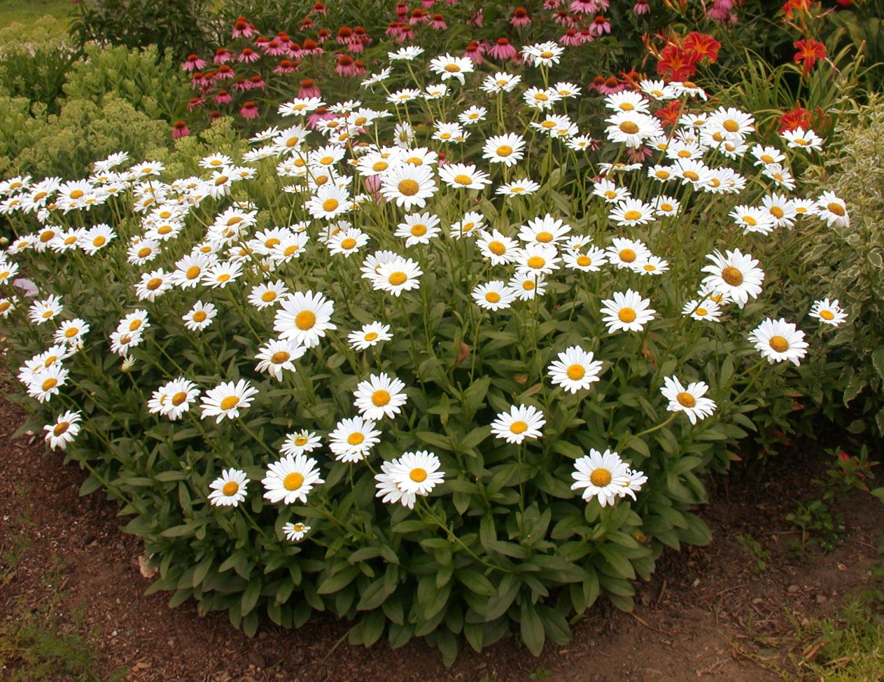 Shasta Daisy - Image 3