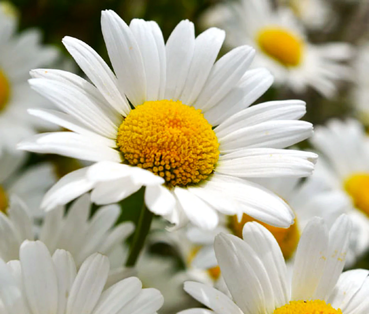 Shasta Daisy - Image 4