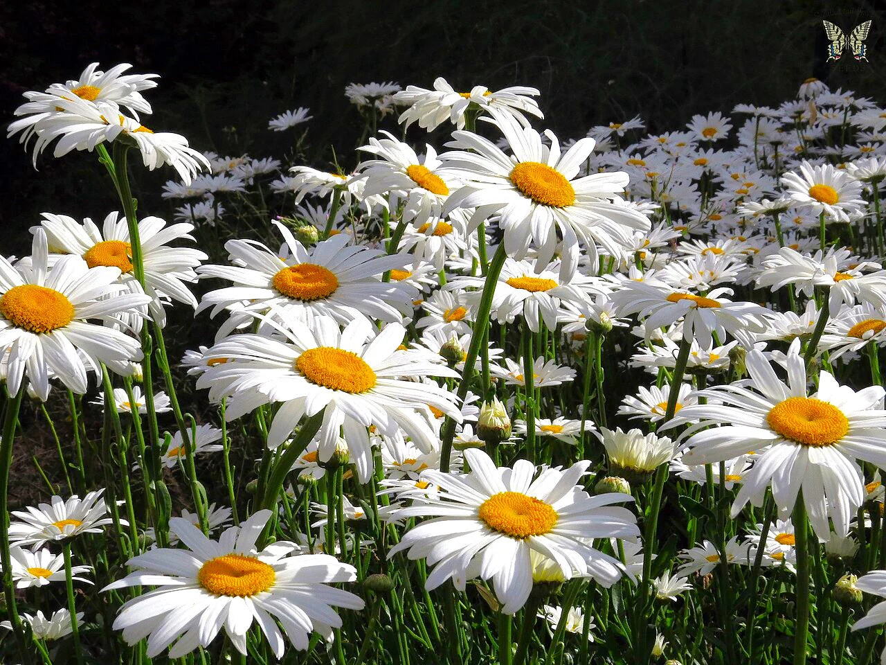 Shasta Daisy - Image 5