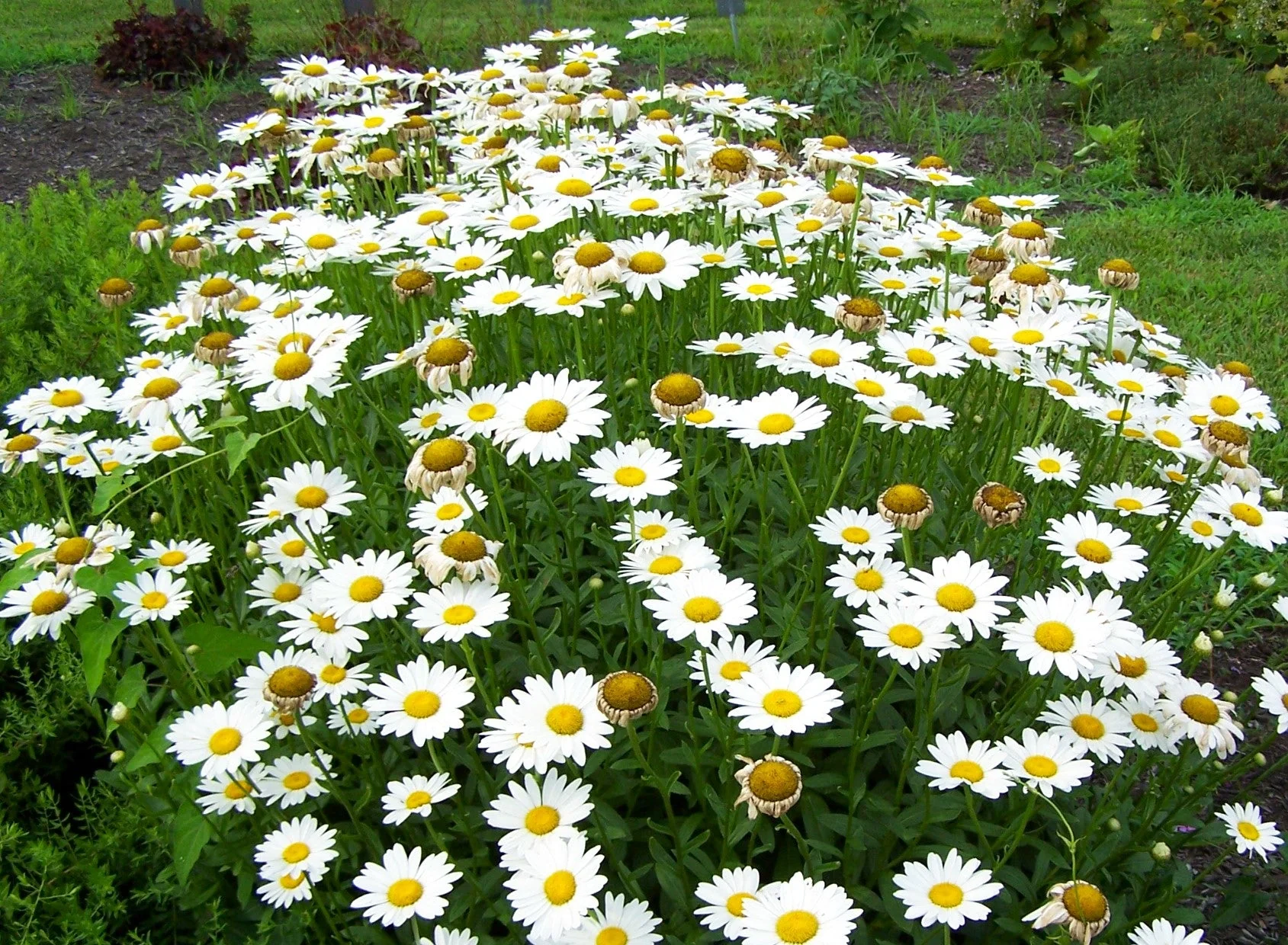 Shasta Daisy - Image 6