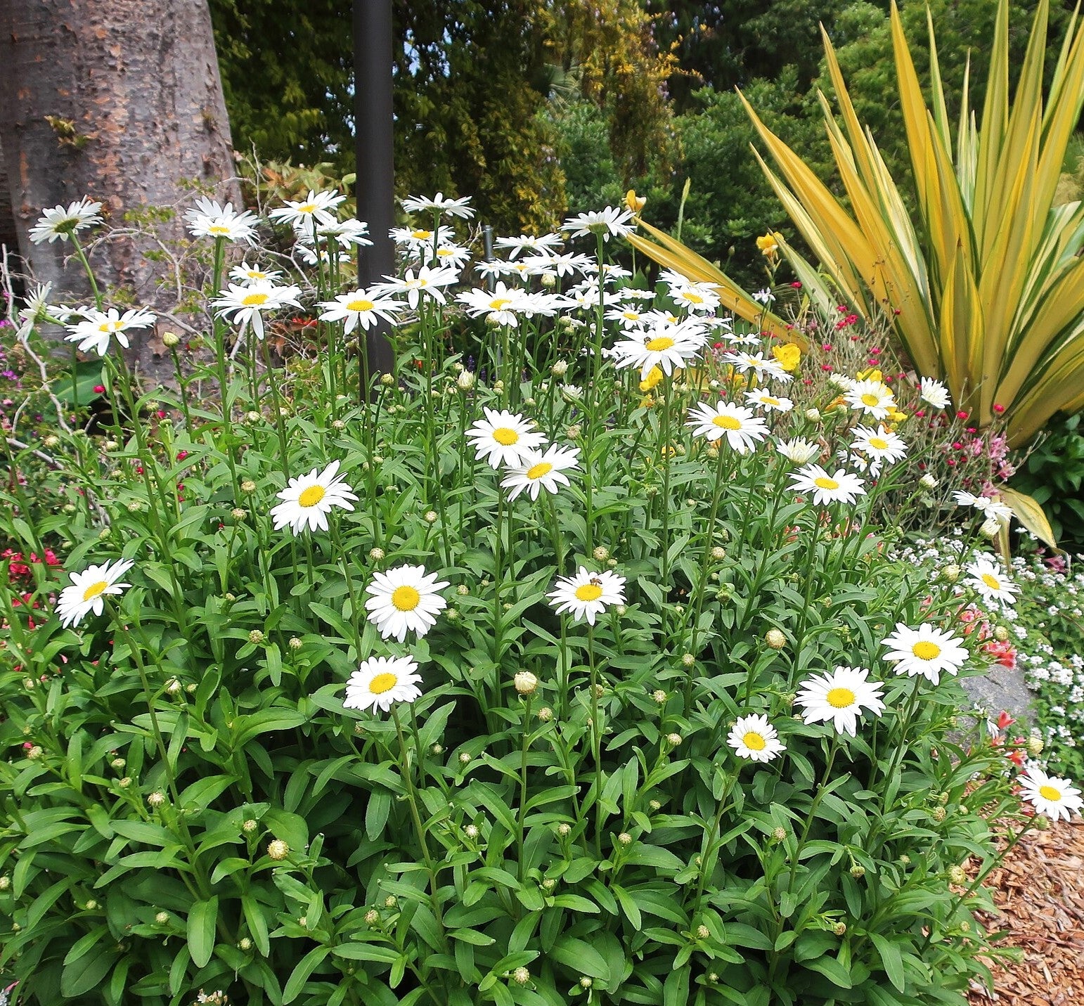 Shasta Daisy - Image 7