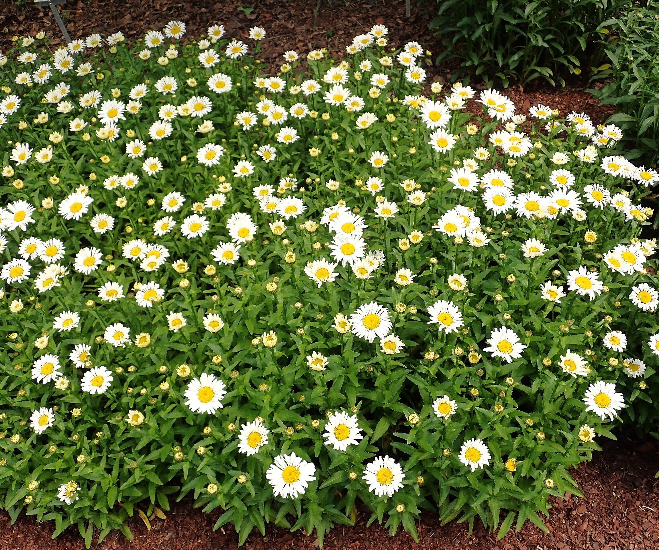 Shasta Daisy - Image 8