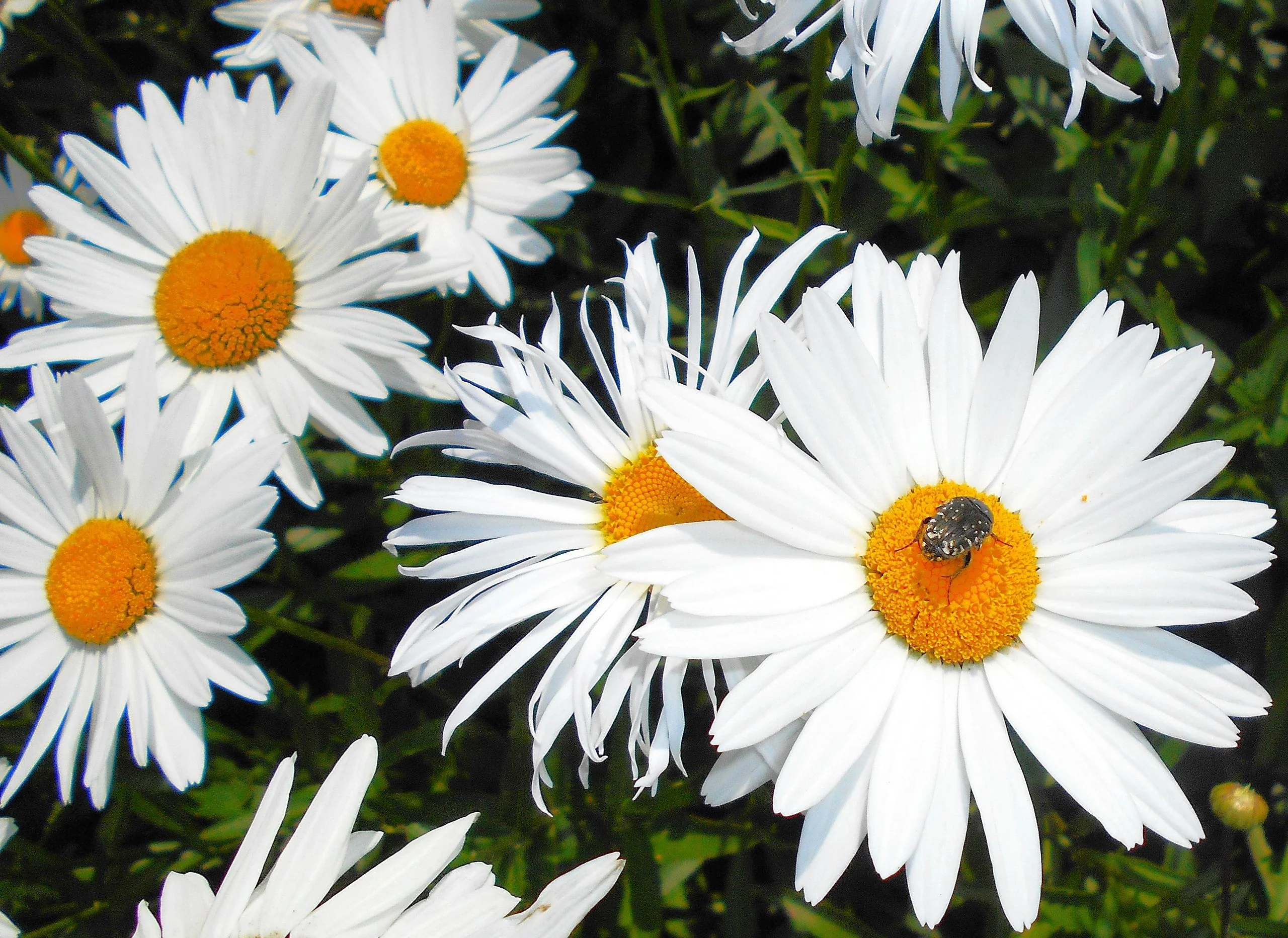 Shasta Daisy - Image 9