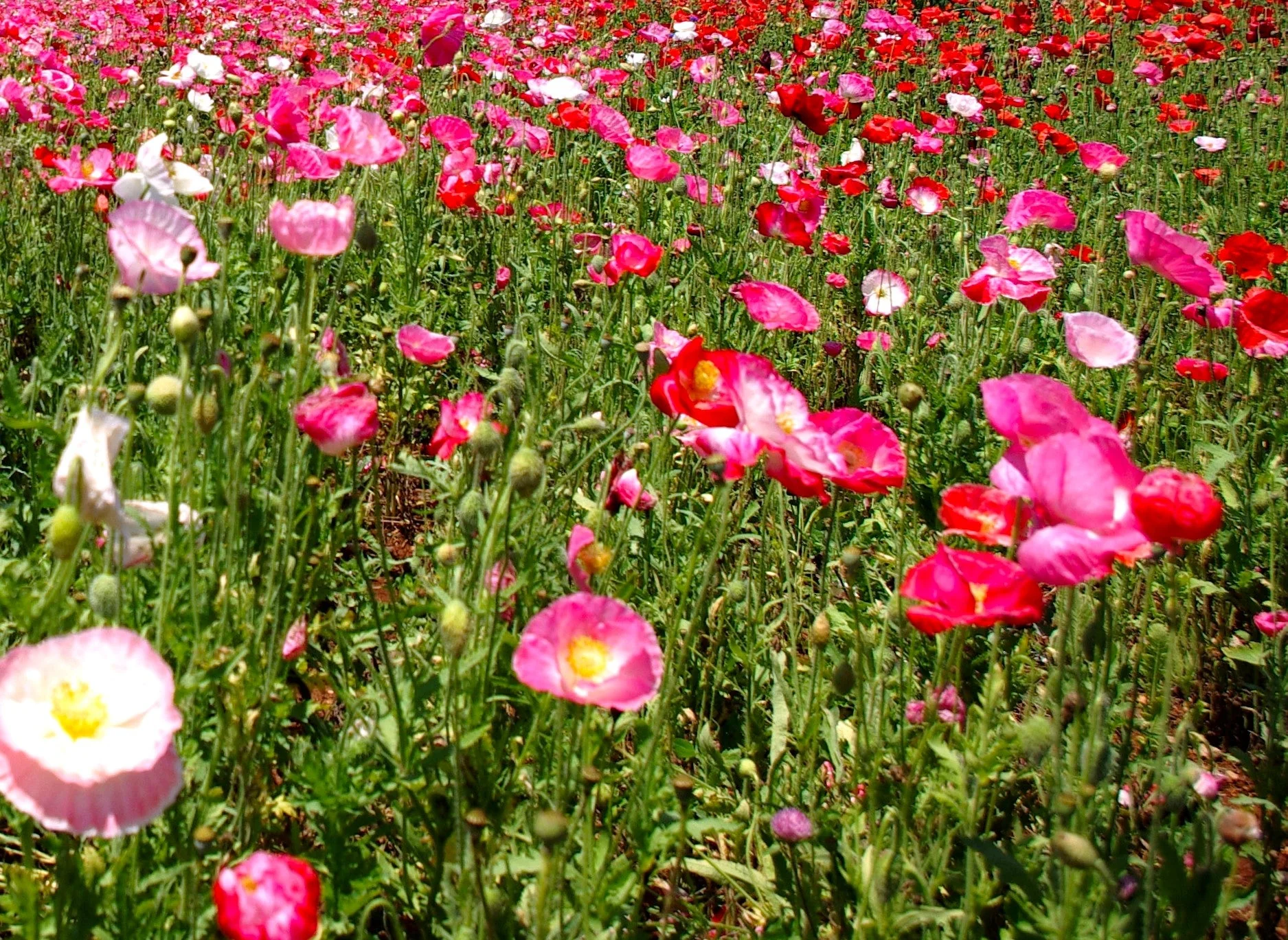 Shirley Poppy Mix - Image 10