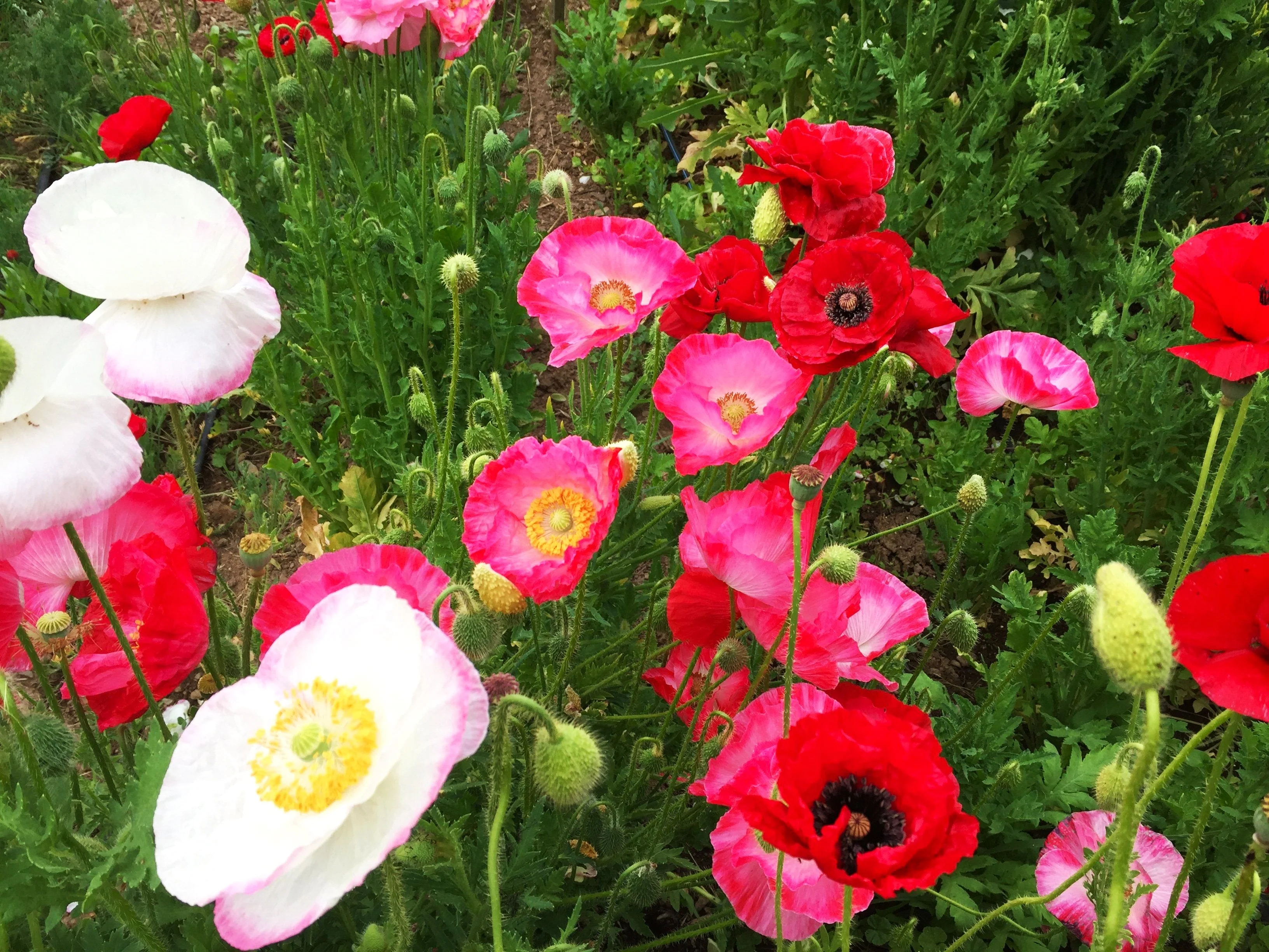 Shirley Poppy Mix - Image 3