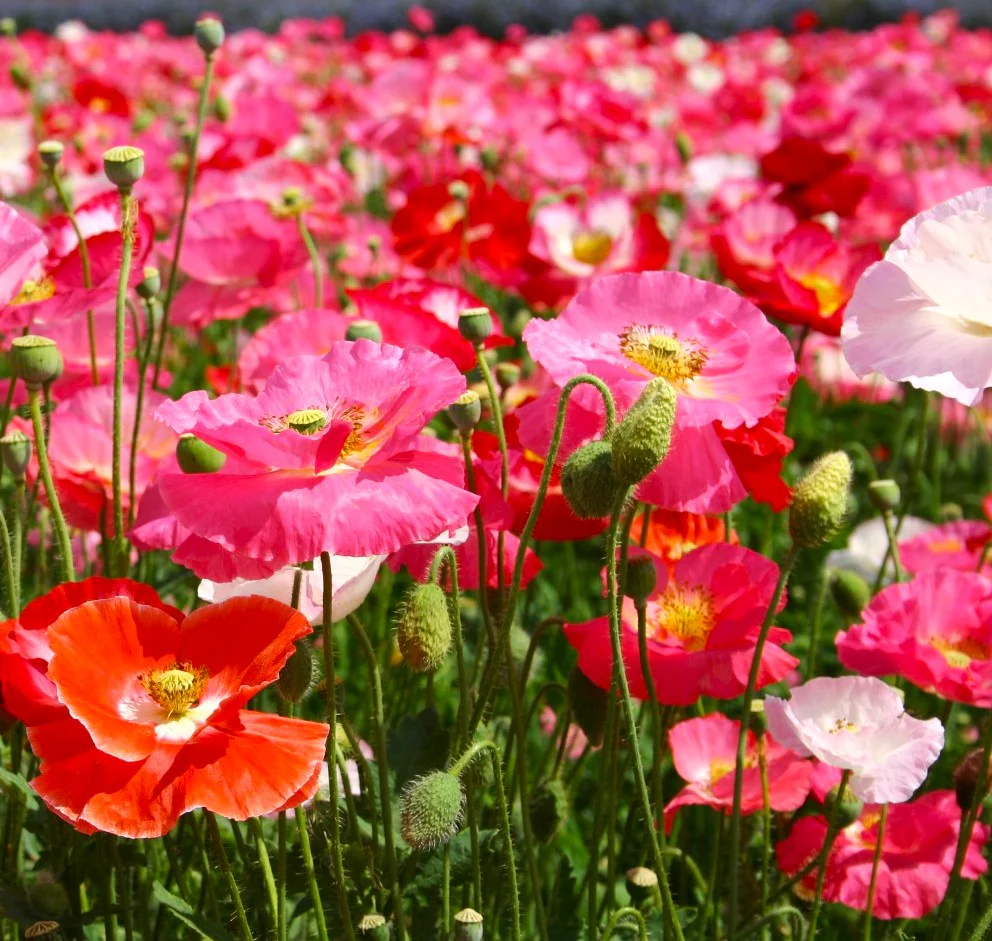 Shirley Poppy Mix - Image 4