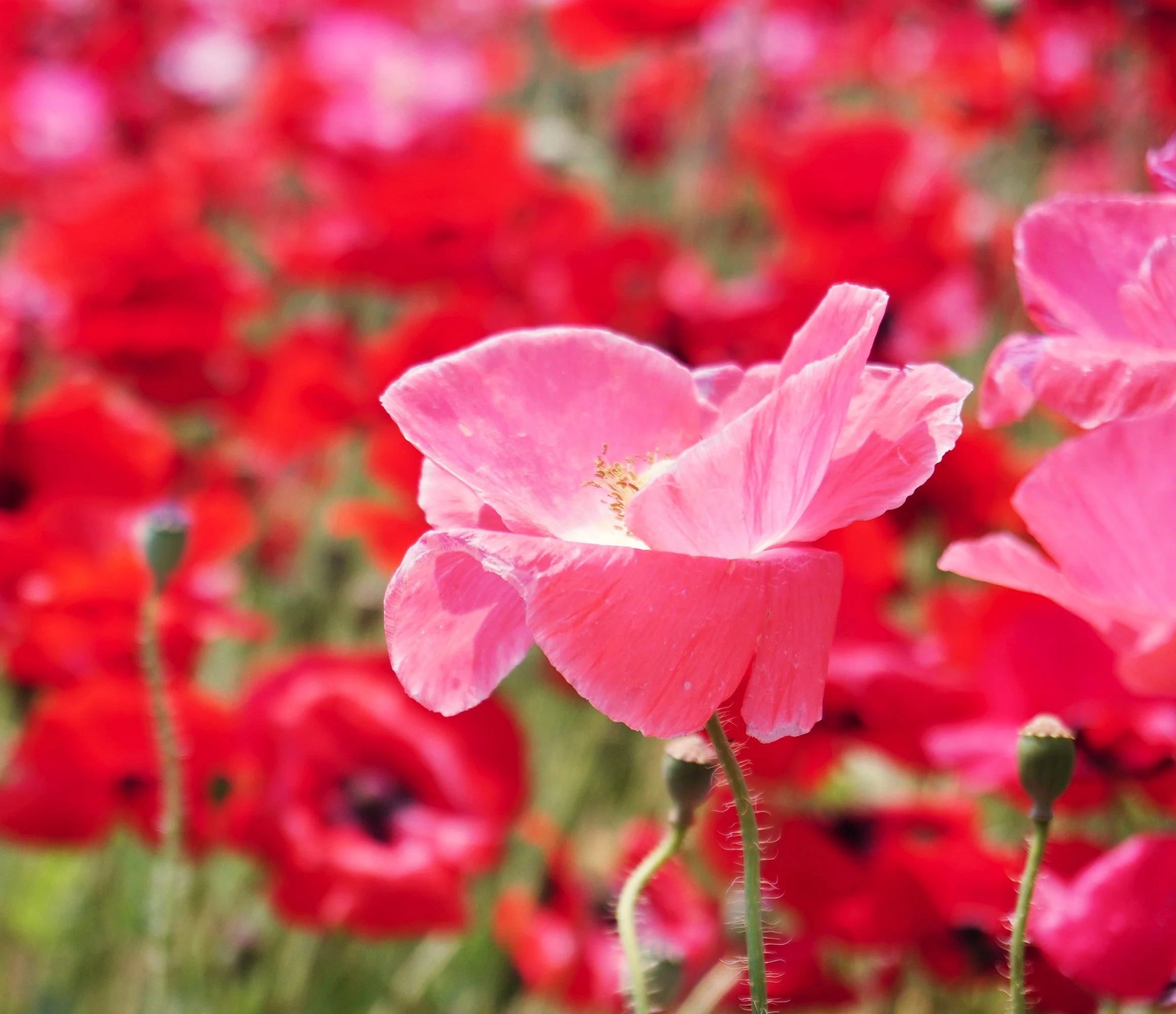 Shirley Poppy Mix - Image 5