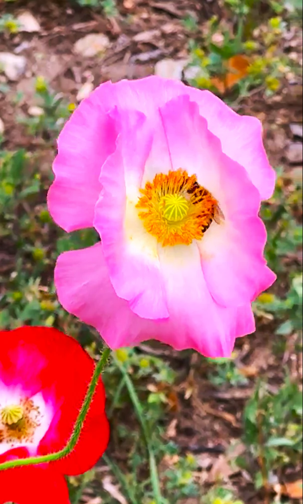 Shirley Poppy Mix - Image 7