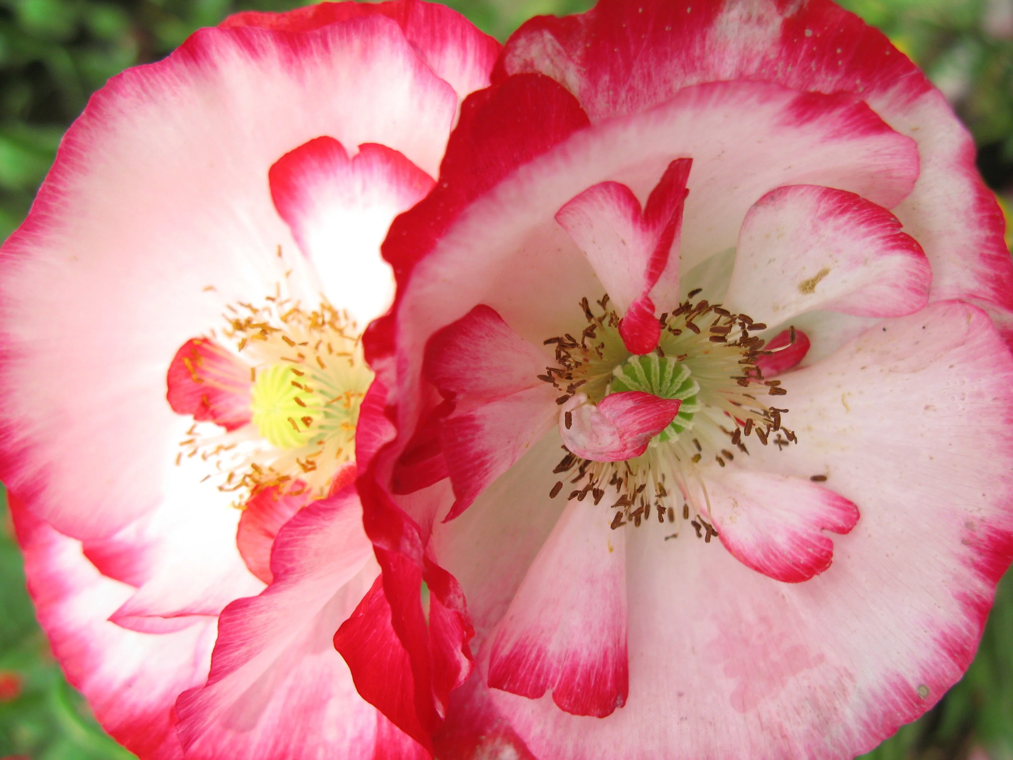 Shirley Poppy Mix - Image 8