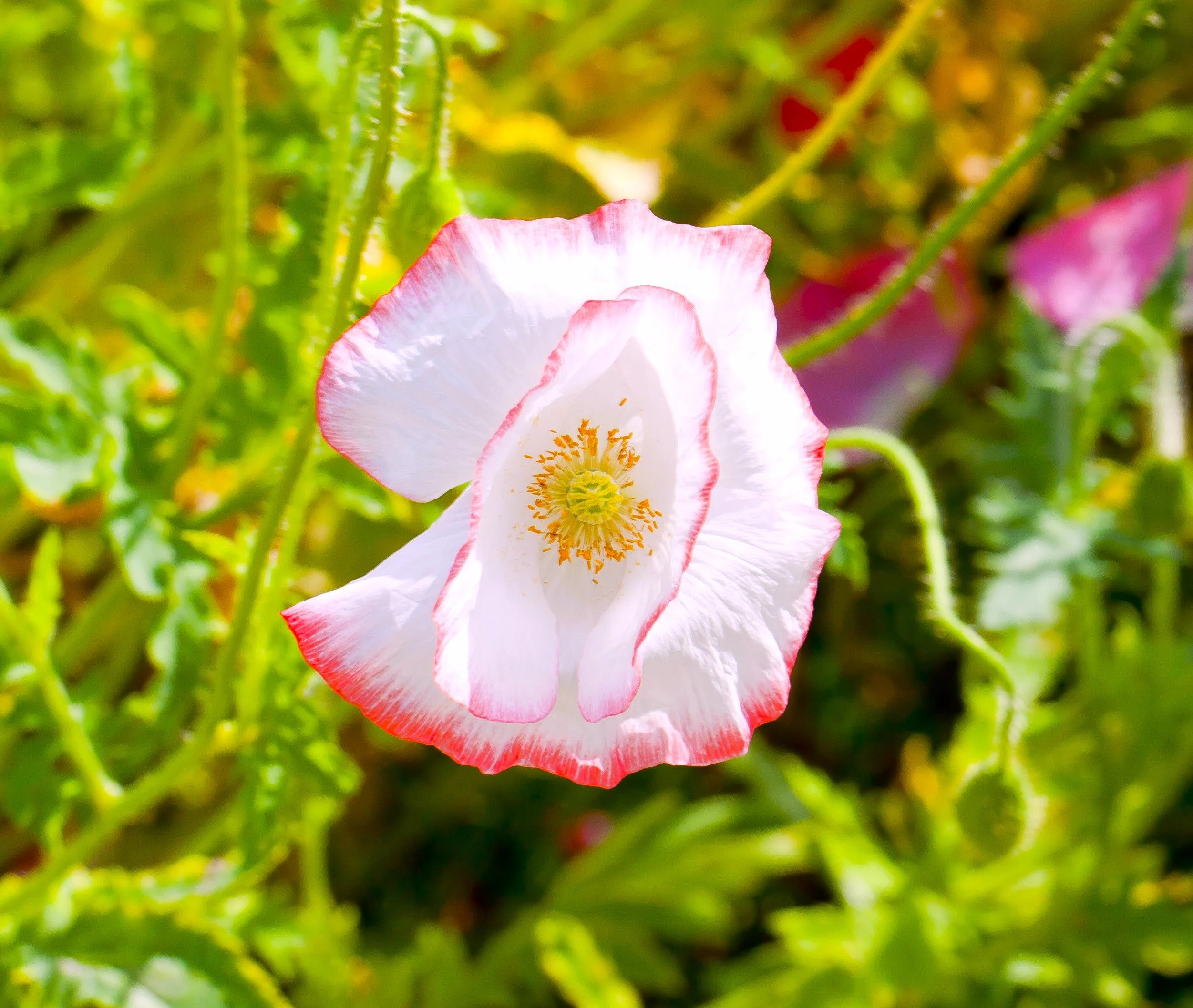 Shirley Poppy Mix - Image 9