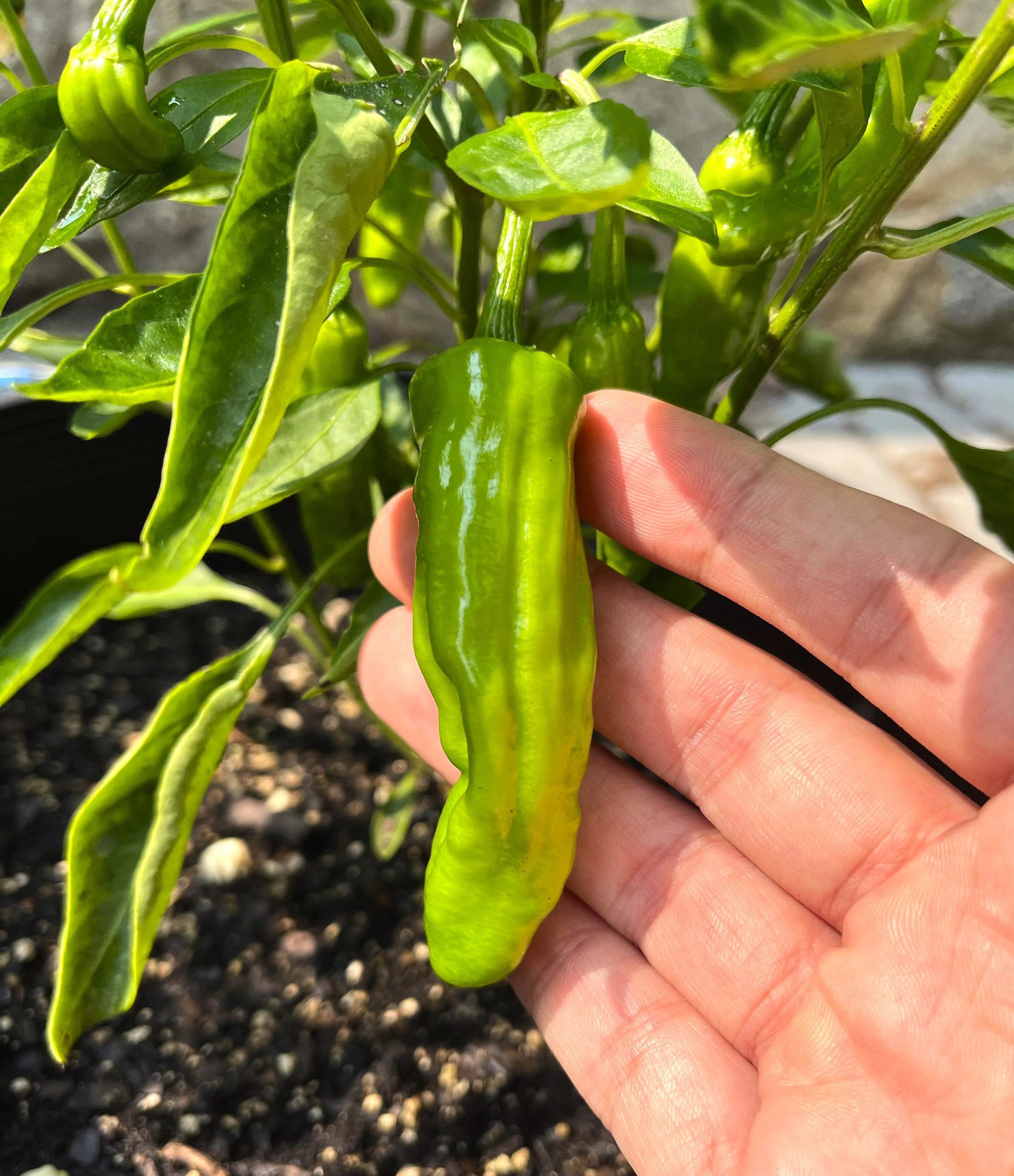 Shishito Pepper - Image 3