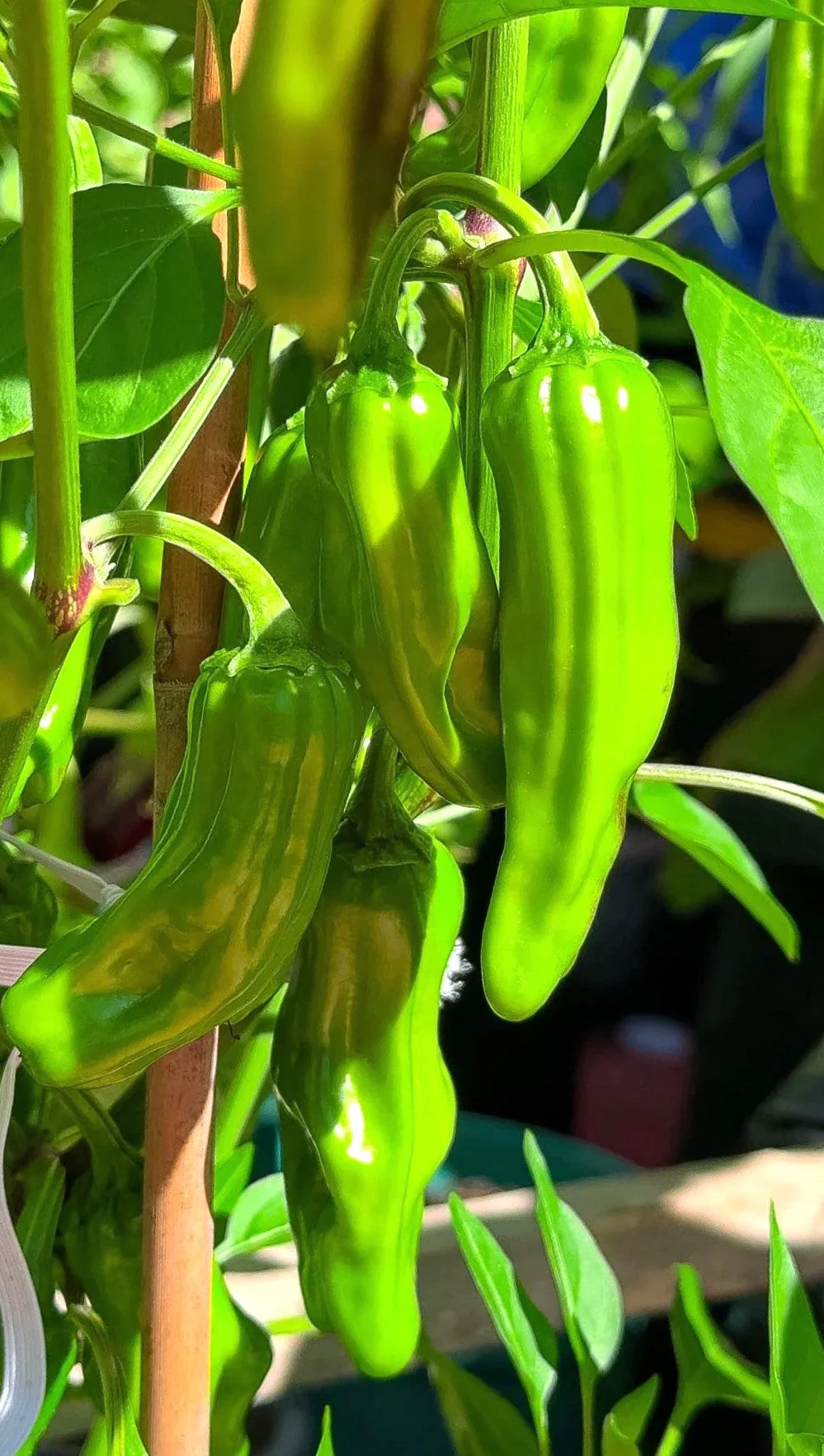 Shishito Pepper - Image 4