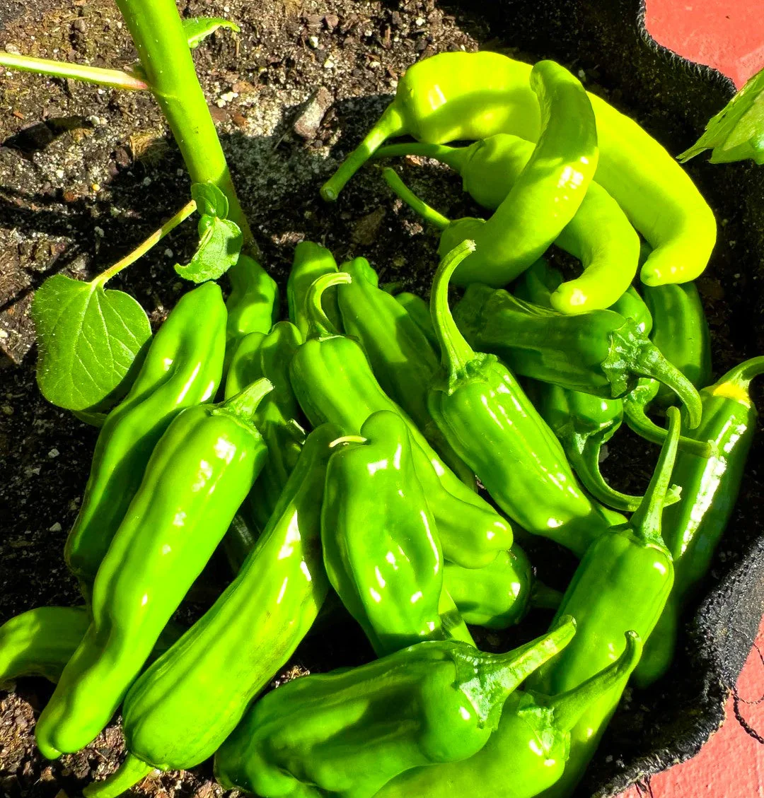 Shishito Pepper - Image 6