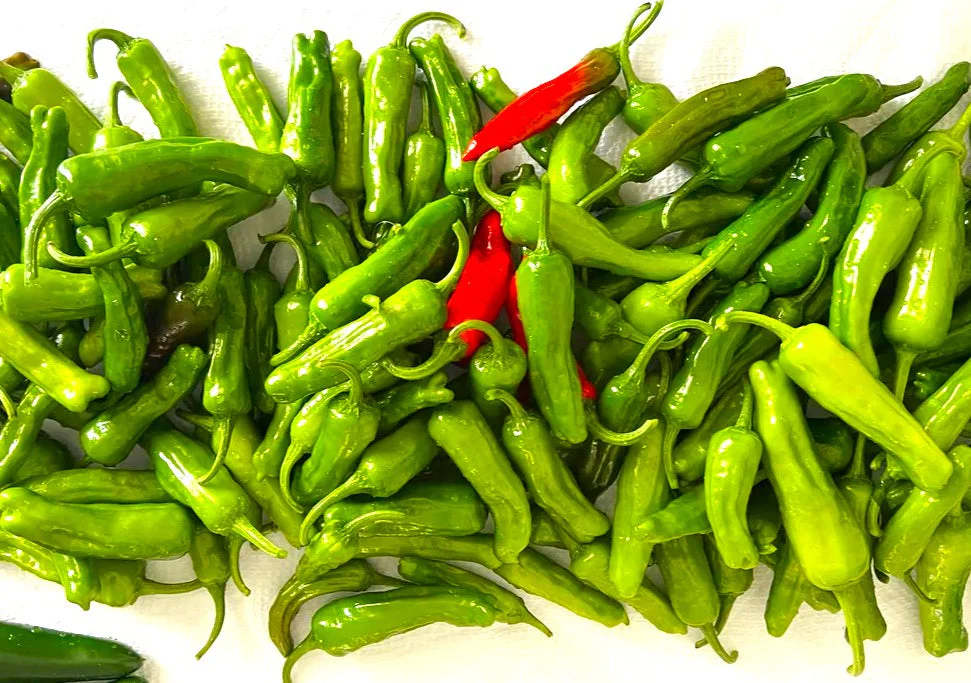 Shishito Pepper - Image 8