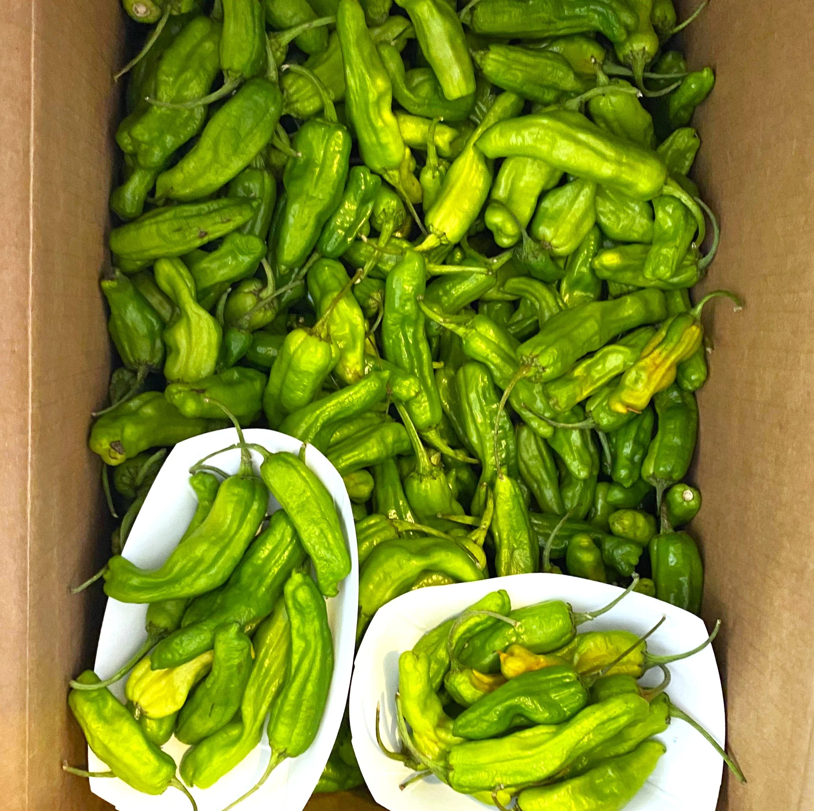 Shishito Pepper - Image 9